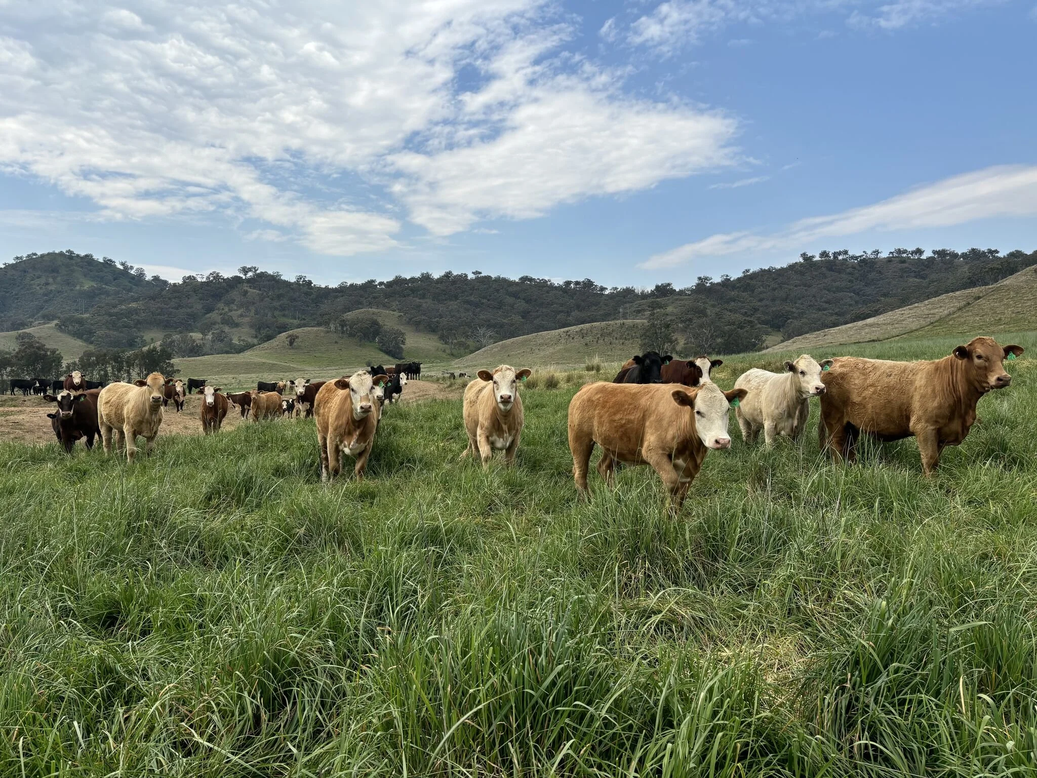 A herd of cows grazing on green grass in a field with hills and trees in the background under a partly cloudy sky in regional NSW.