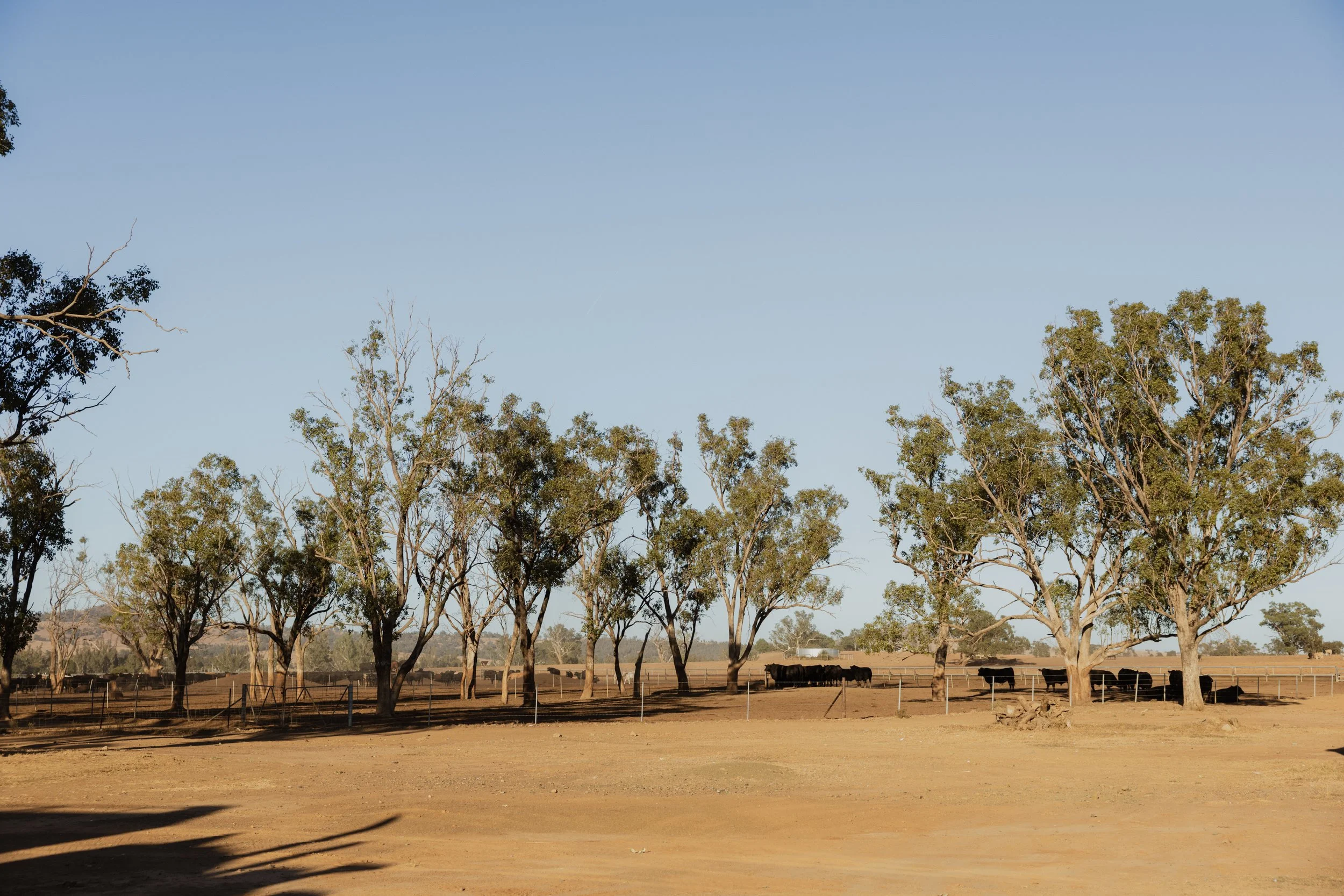 A rural farm scene with a wide dirt field, trees lined along the background, and cows grazing near a fence in regional NSW.