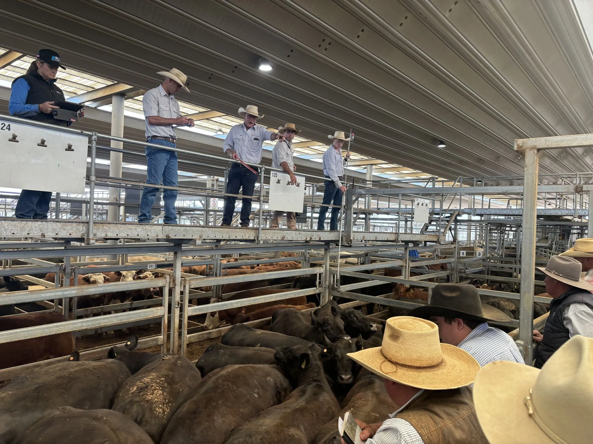 People inspecting cattle at a livestock auction or market, with some holding clipboards and others pointing, under a large metal roof.