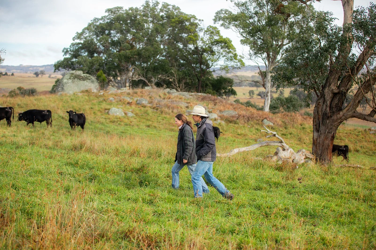 Trentbridge Wagyu | Two people walk across a grassy field with grazing cows, large trees, and rolling hills in the background.