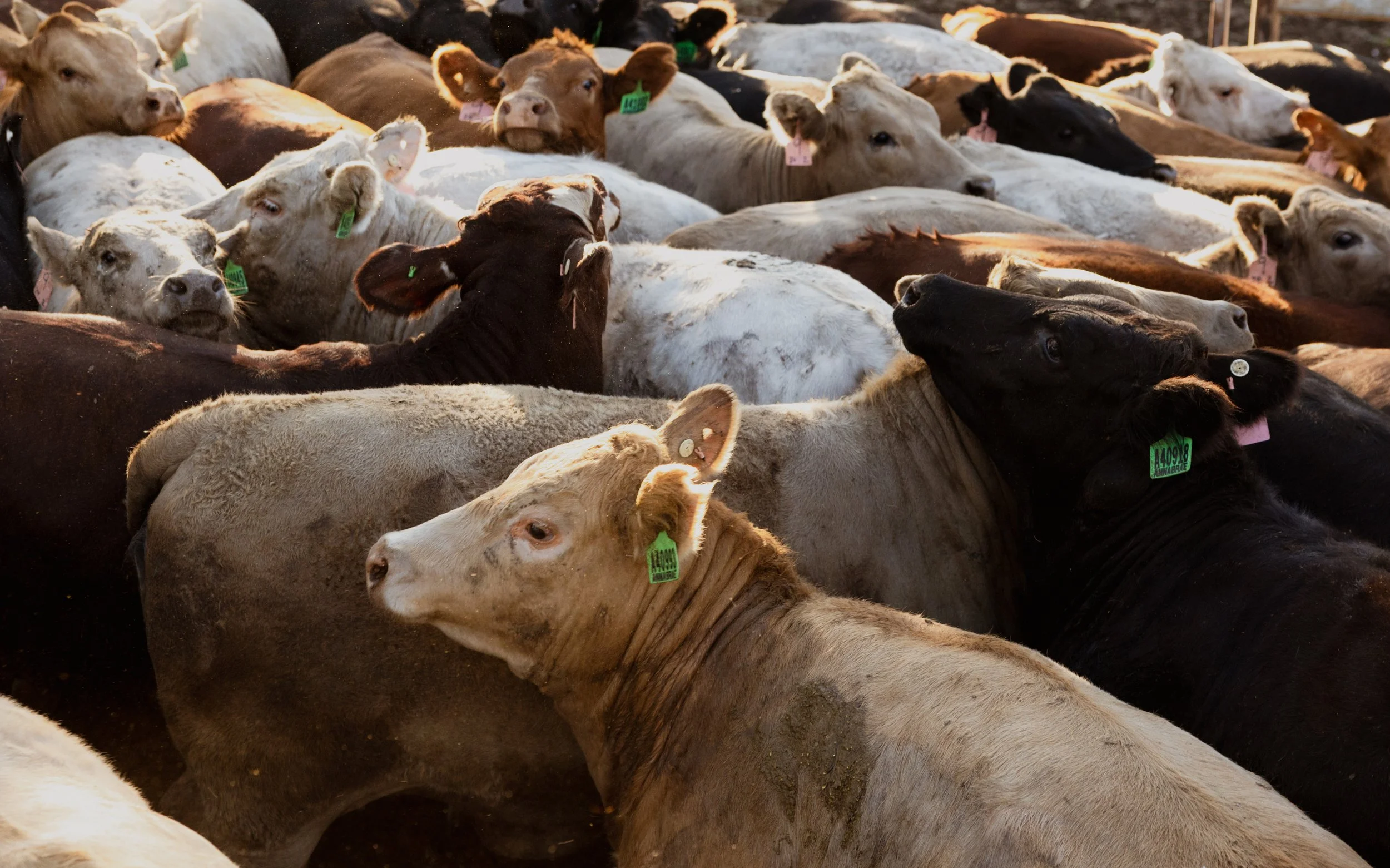 A herd of cows standing close together, some with ear tags, in a feedlot in regional NSW.