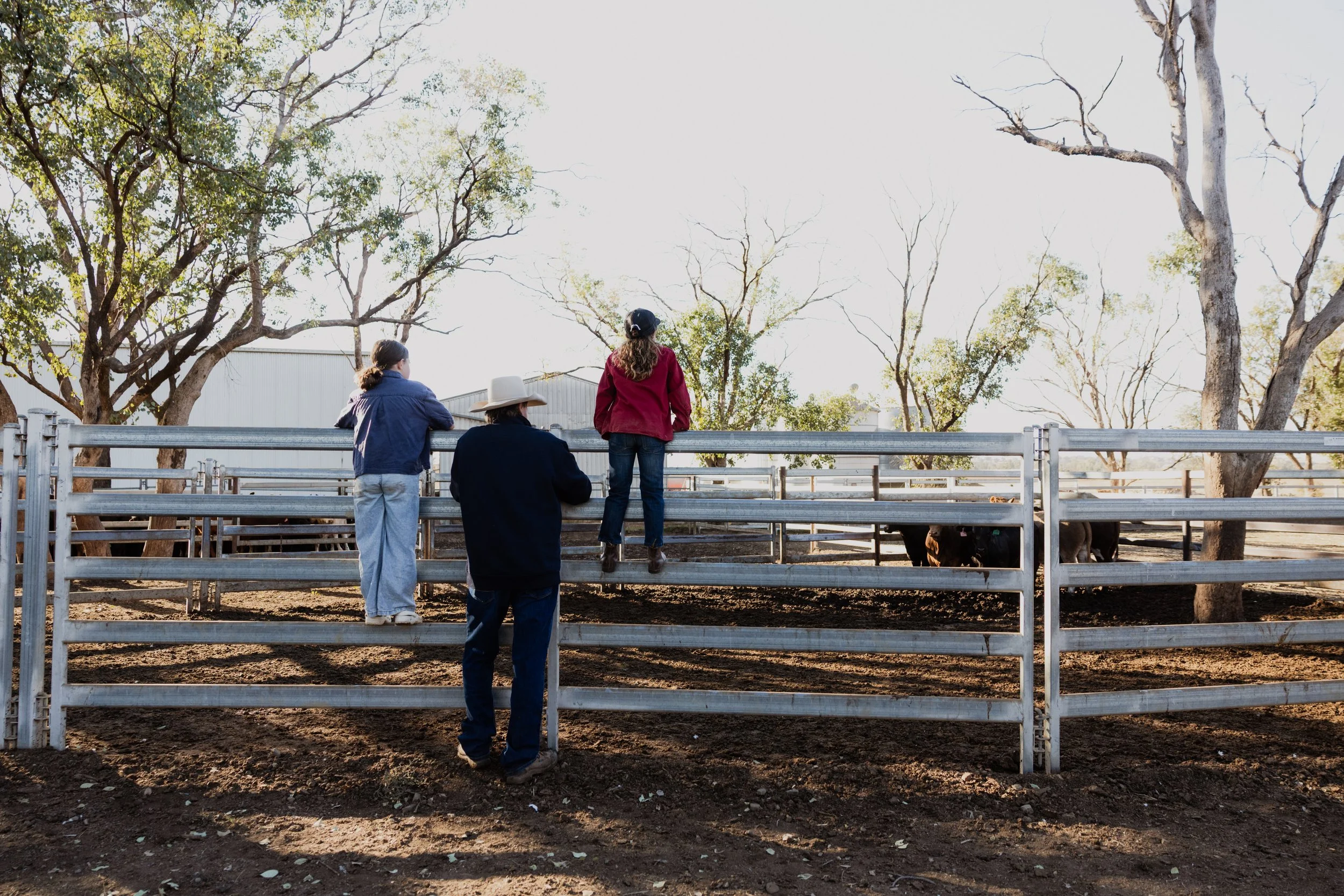 Jim Blain and his family watch farm animals in the feedlot outdoors with trees in the background in regional NSW.