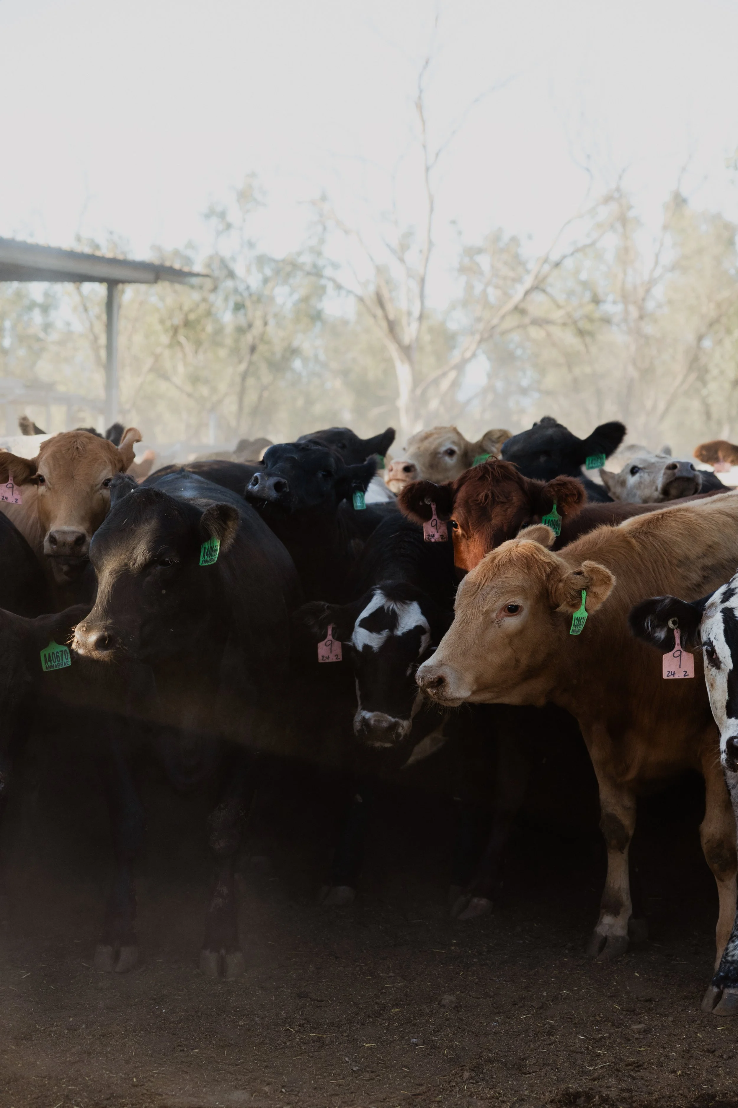 A group of calves standing together inside a feedlot, with some trees visible in the background.