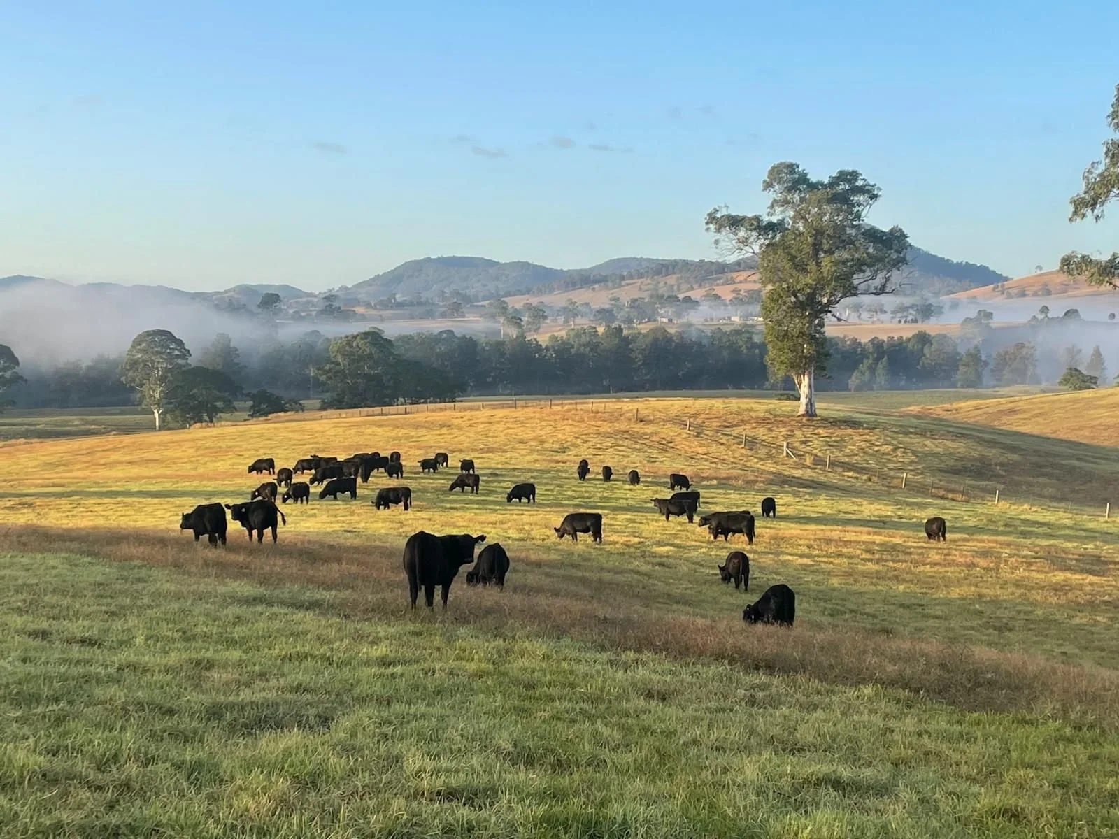 A herd of black cows grazing on a grassy field with rolling hills, scattered trees, and mist in the background on a clear morning in regional NSW.