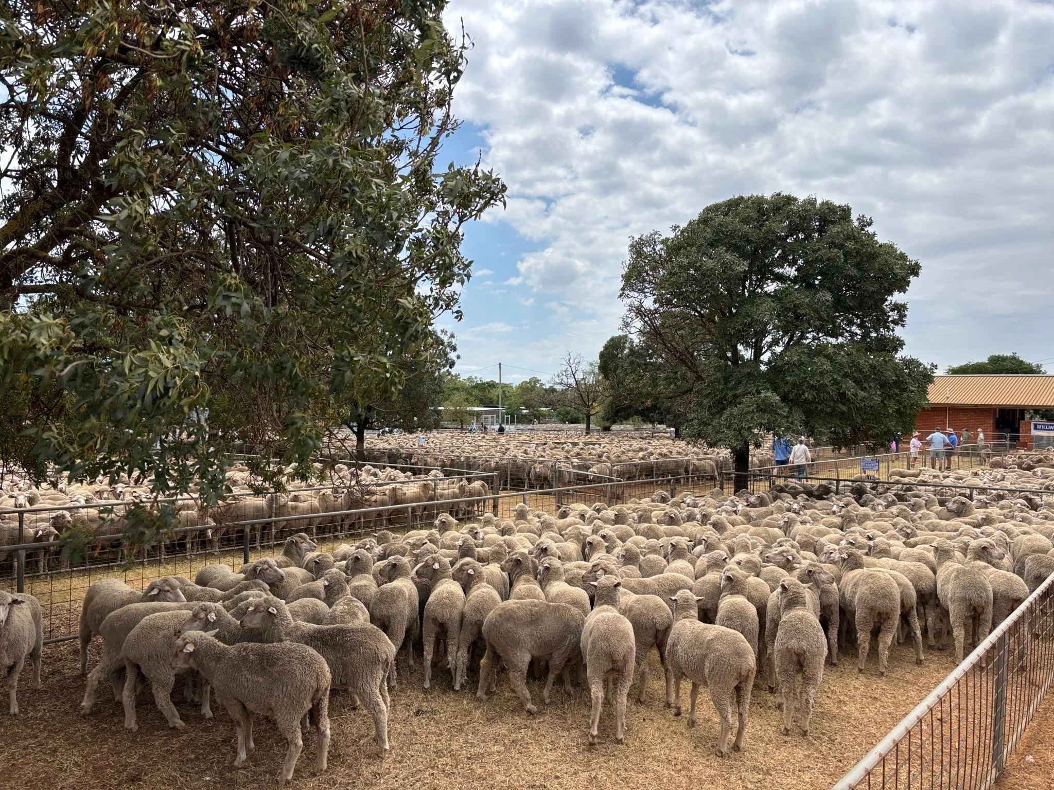 Sheep in a fenced area near trees with a cloudy sky in the background in regional NSW.