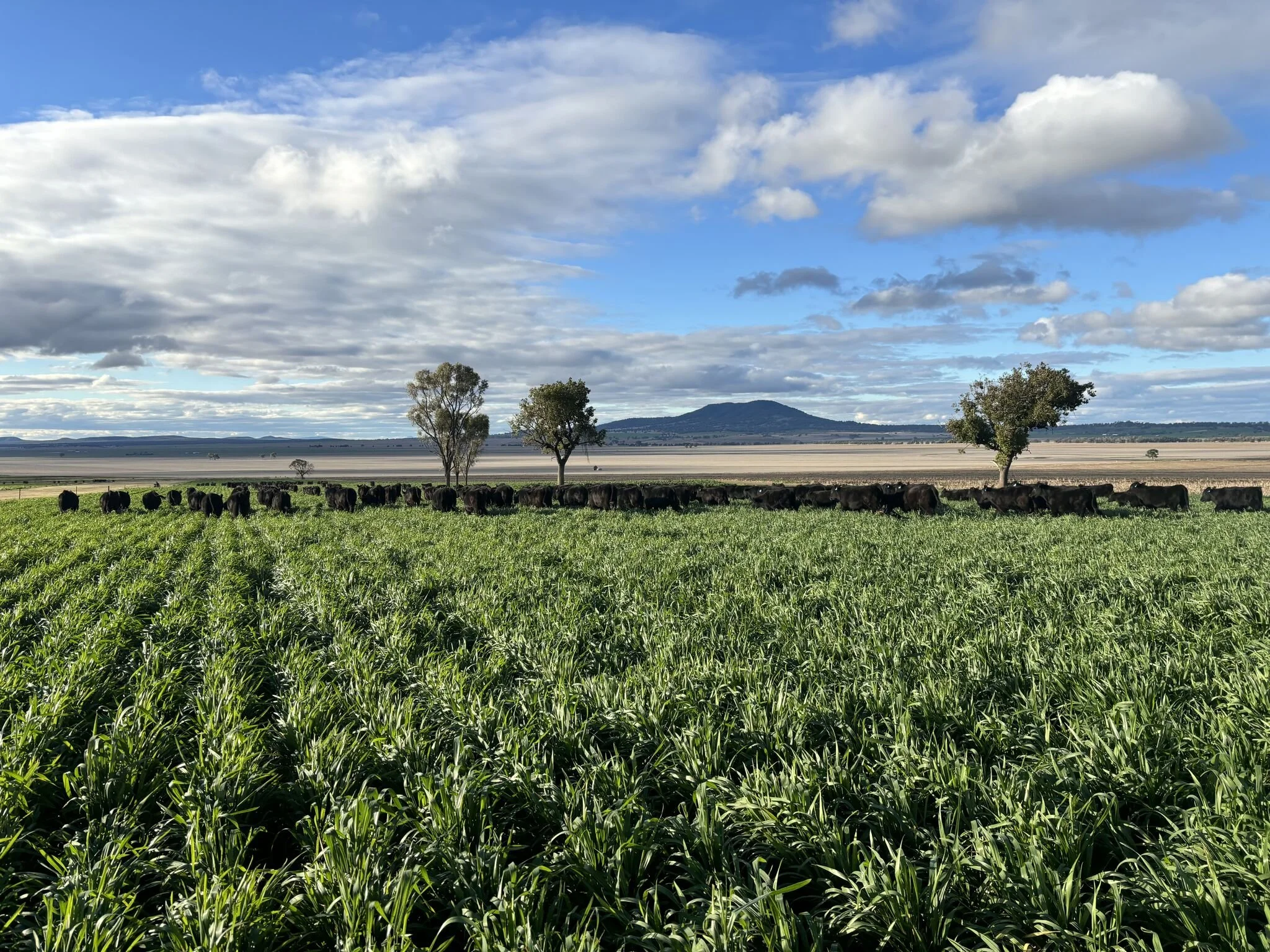 A scenic rural landscape in regional NSW with a green field, a herd of cows, sparse trees, flat farmland, a distant mountain, and a partly cloudy sky.