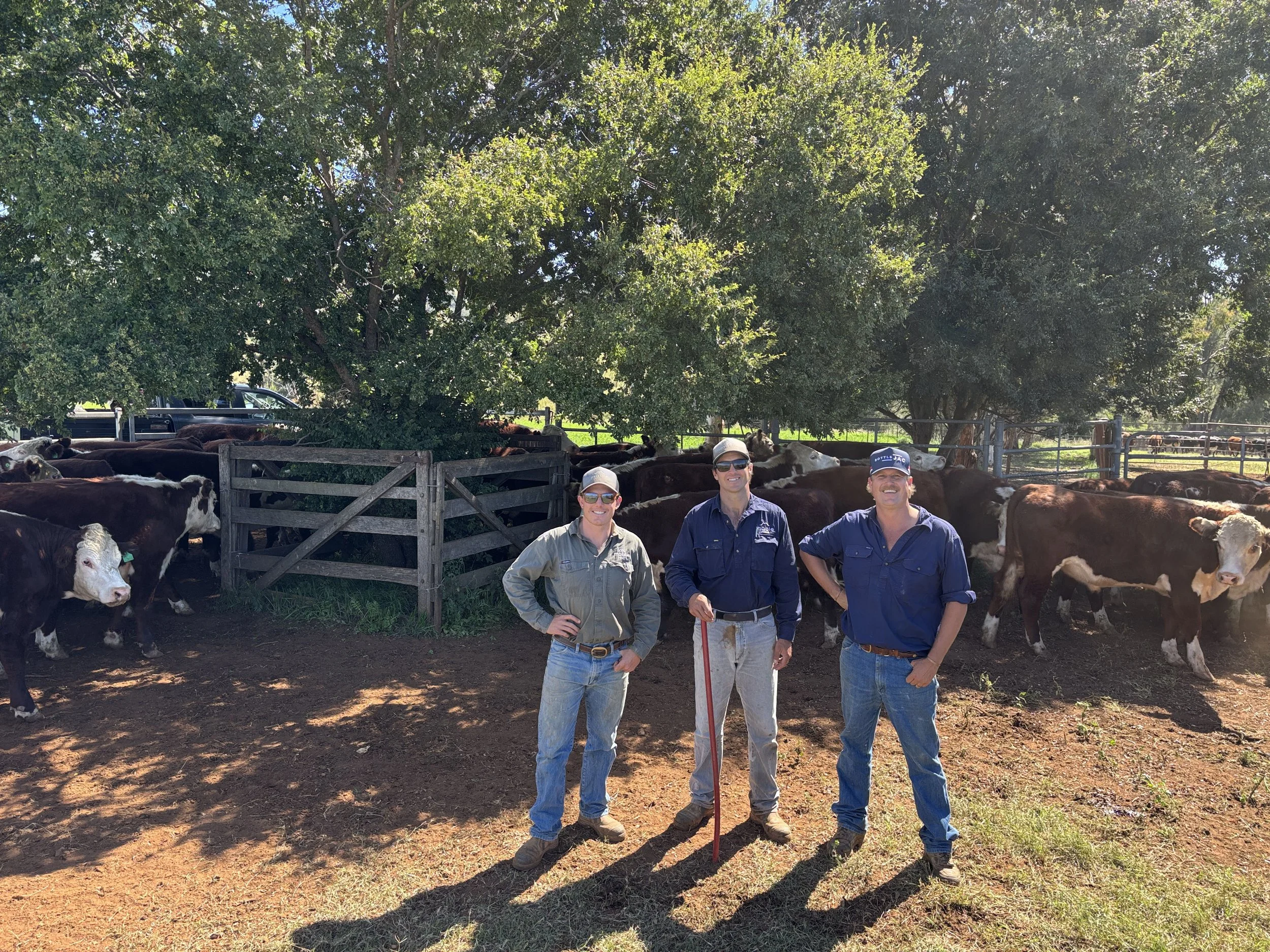Alfred Francis Pty Ltd | Three men stand in front of a herd of cows at a farm, with large trees in the background, on a sunny day.