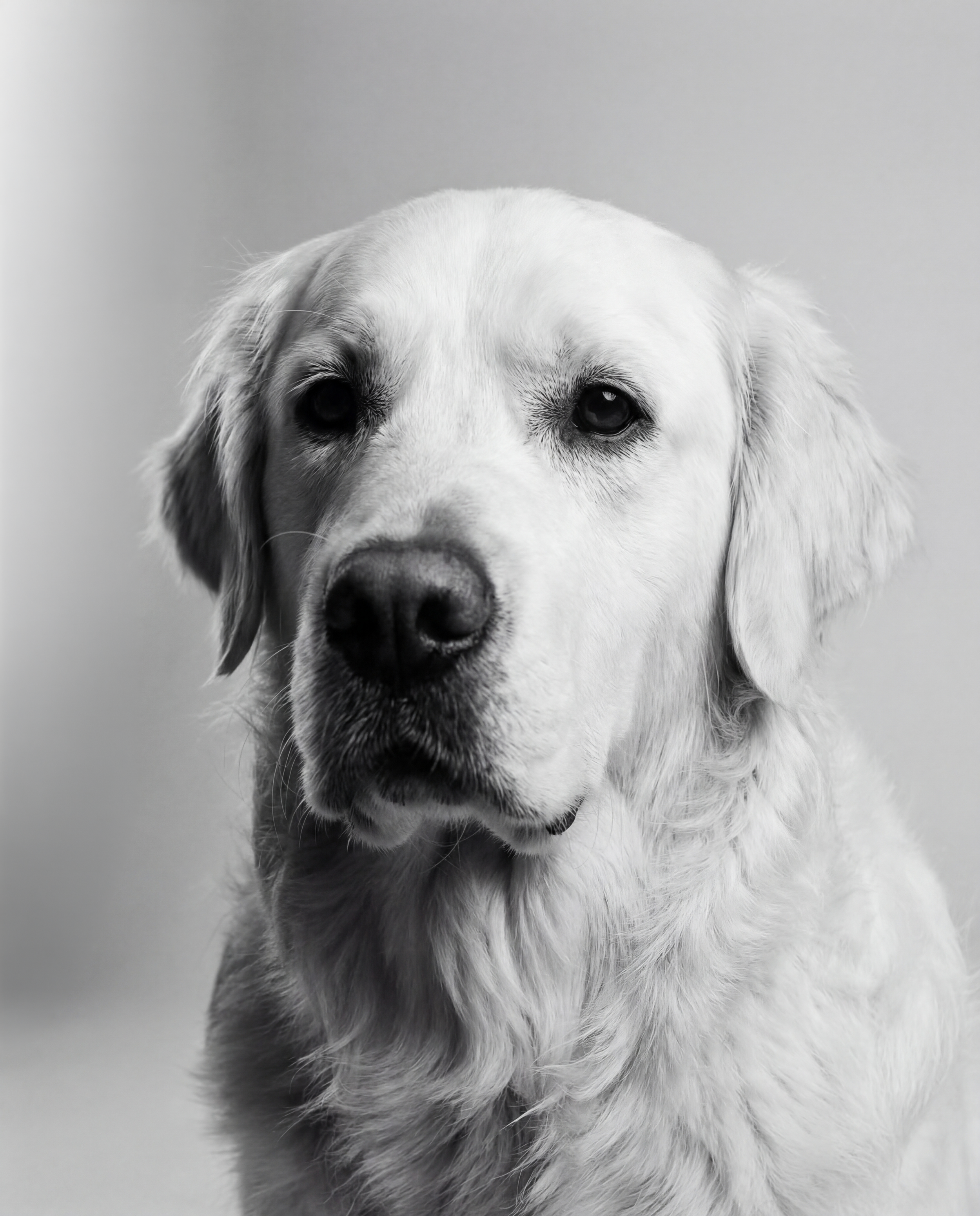 Black and white portrait of a Golden Retriever dog with a serious expression, facing forward.