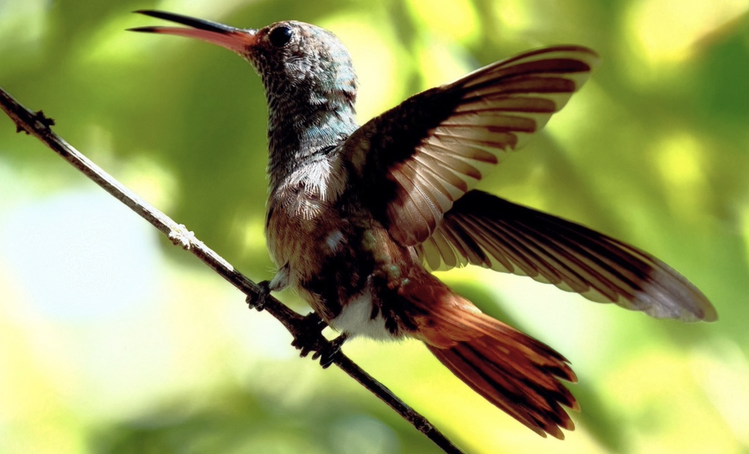 Screen Shot 2026-03-17 at 6.35.11 PM.png