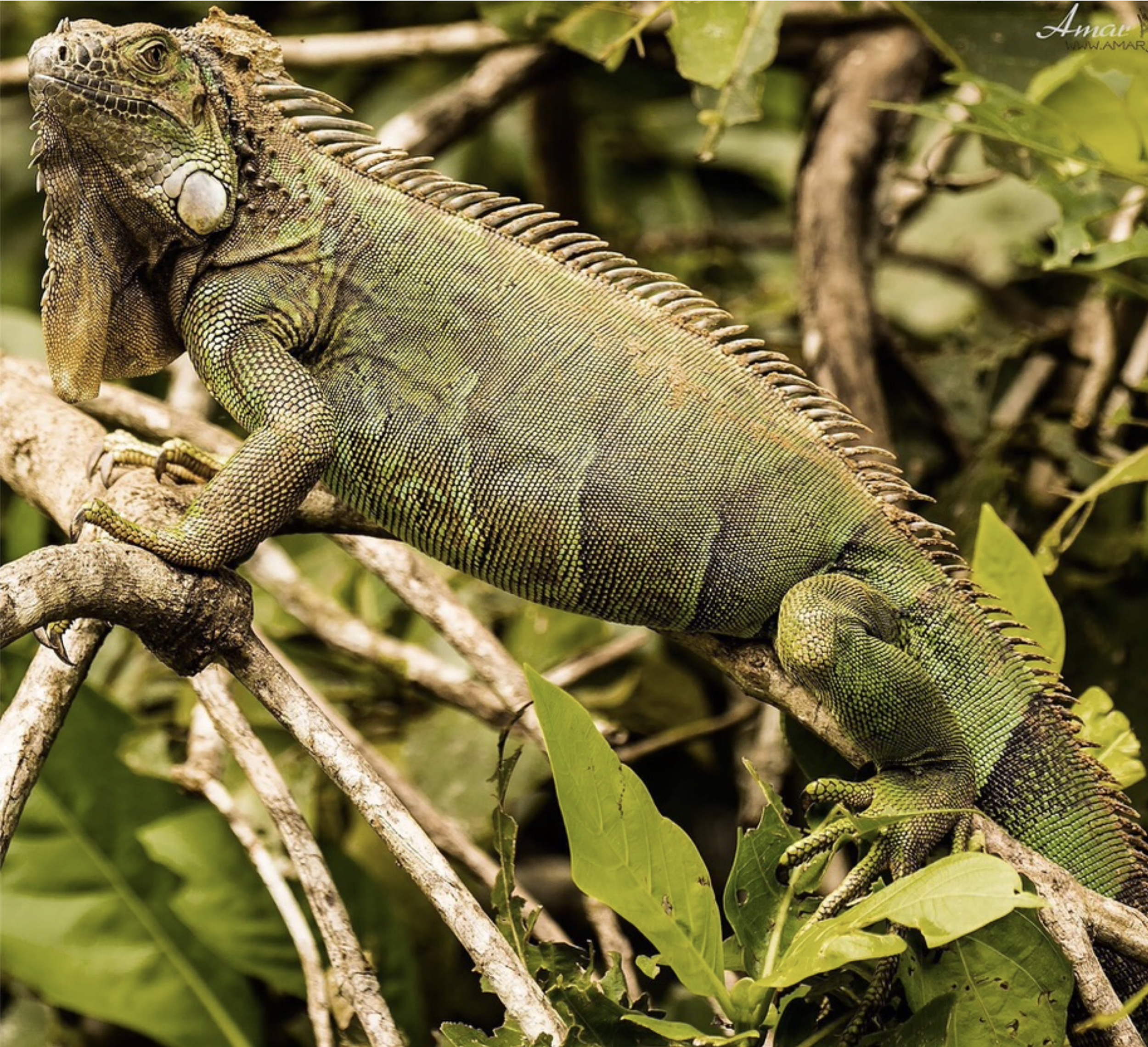 Screen Shot 2026-03-17 at 6.31.22 PM.png