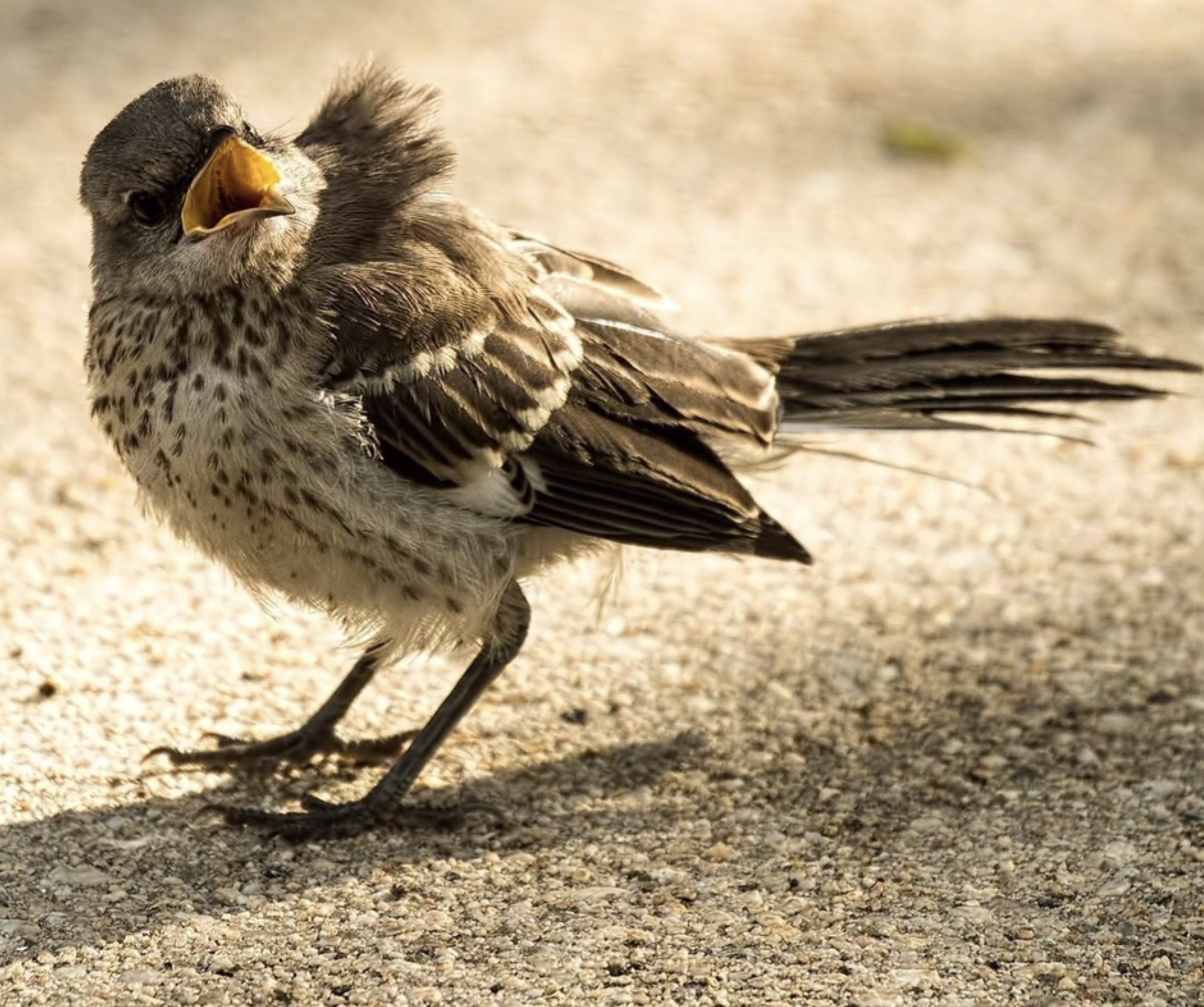 Screen Shot 2026-03-17 at 6.32.18 PM.png