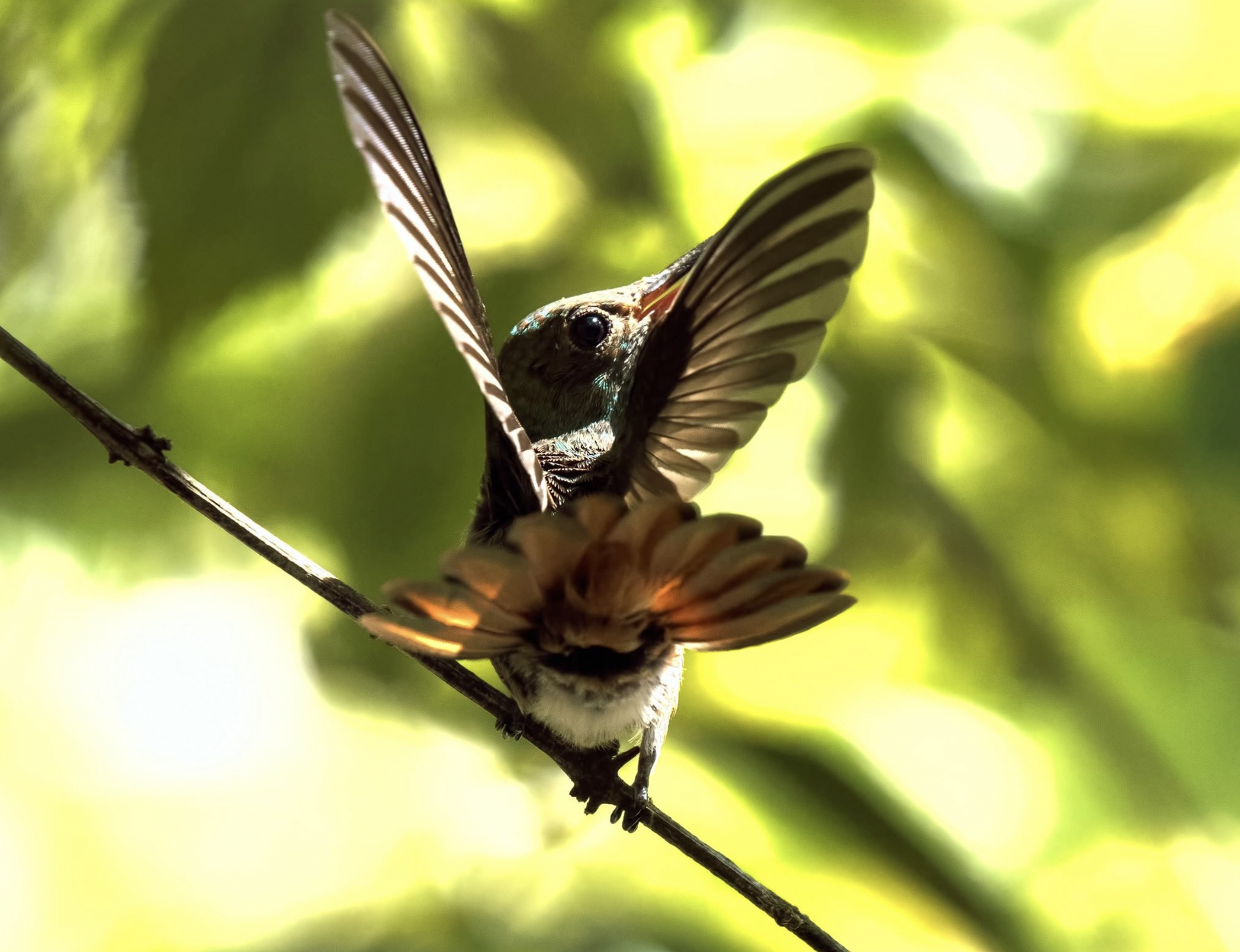 Screen Shot 2026-03-23 at 11.08.31 AM.png