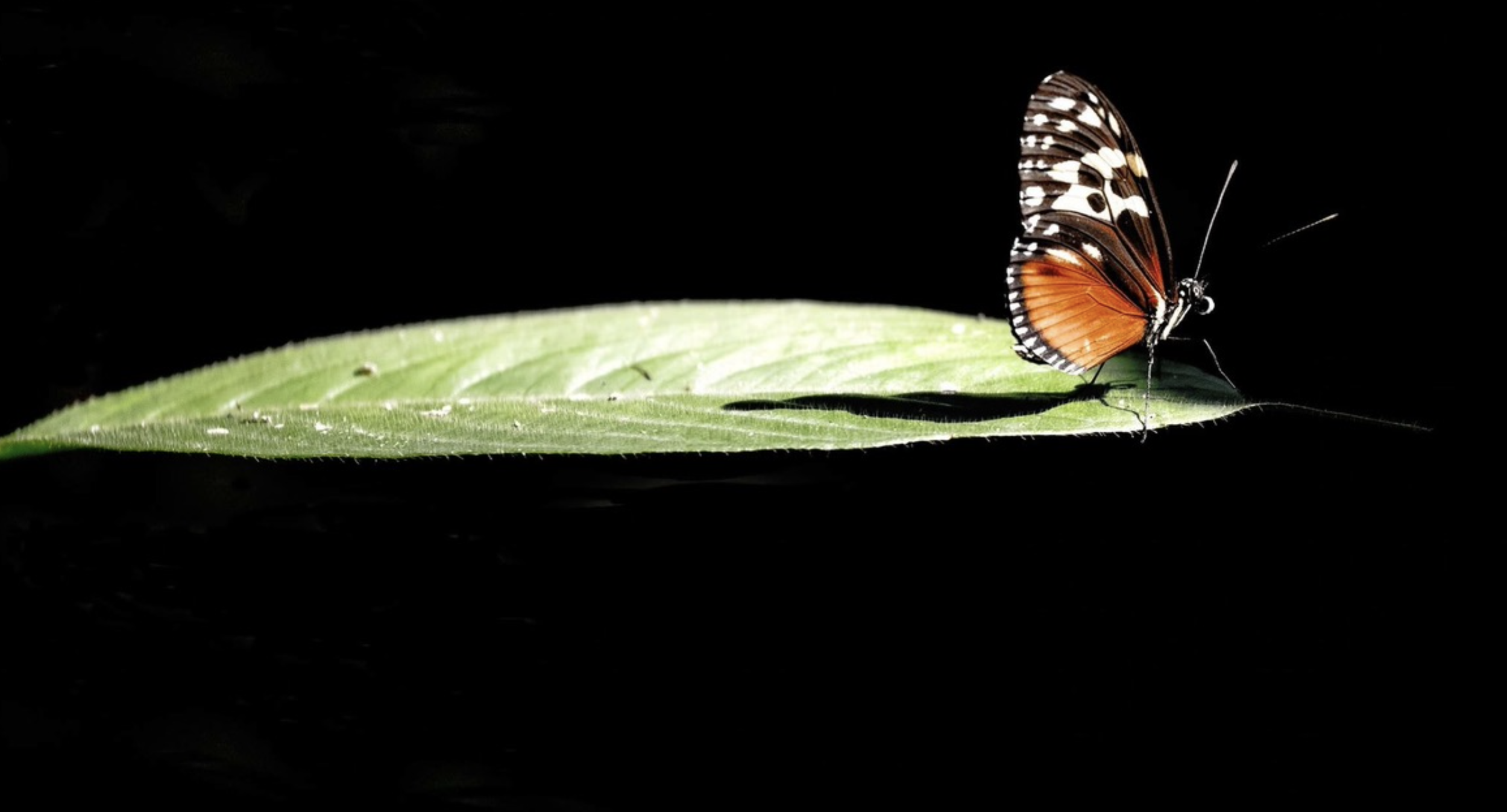 Screen Shot 2026-03-17 at 6.35.53 PM.png