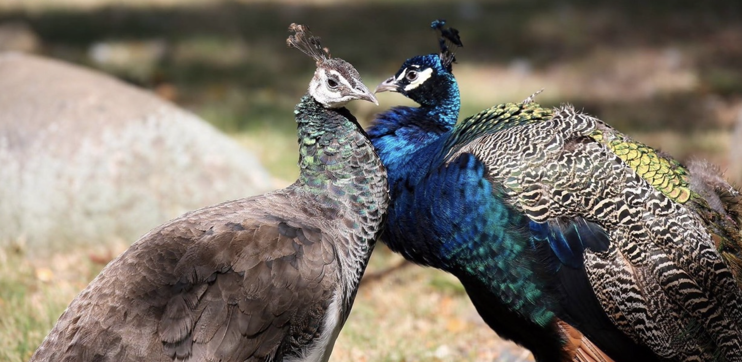 Screen Shot 2026-03-17 at 6.33.03 PM.png