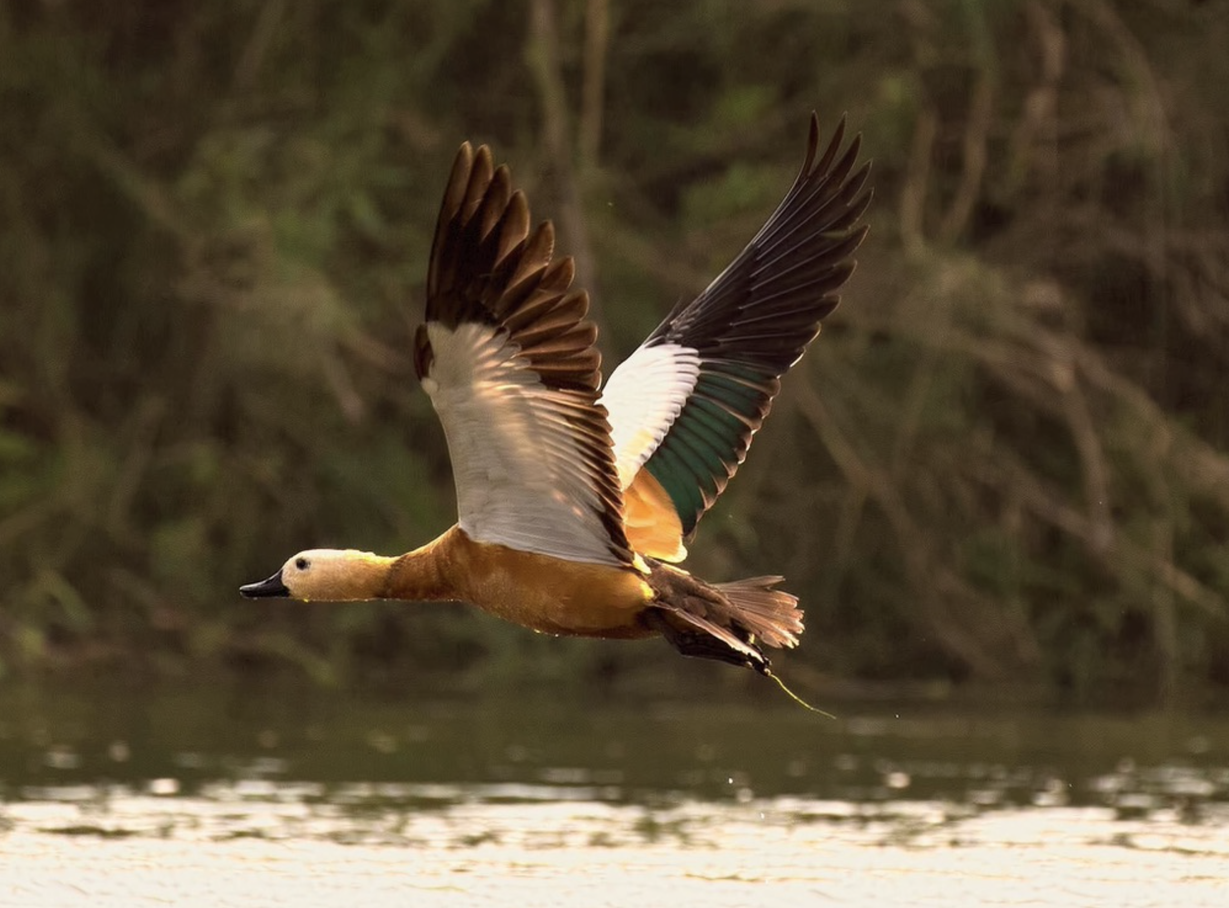 Screen Shot 2026-03-17 at 6.34.17 PM.png