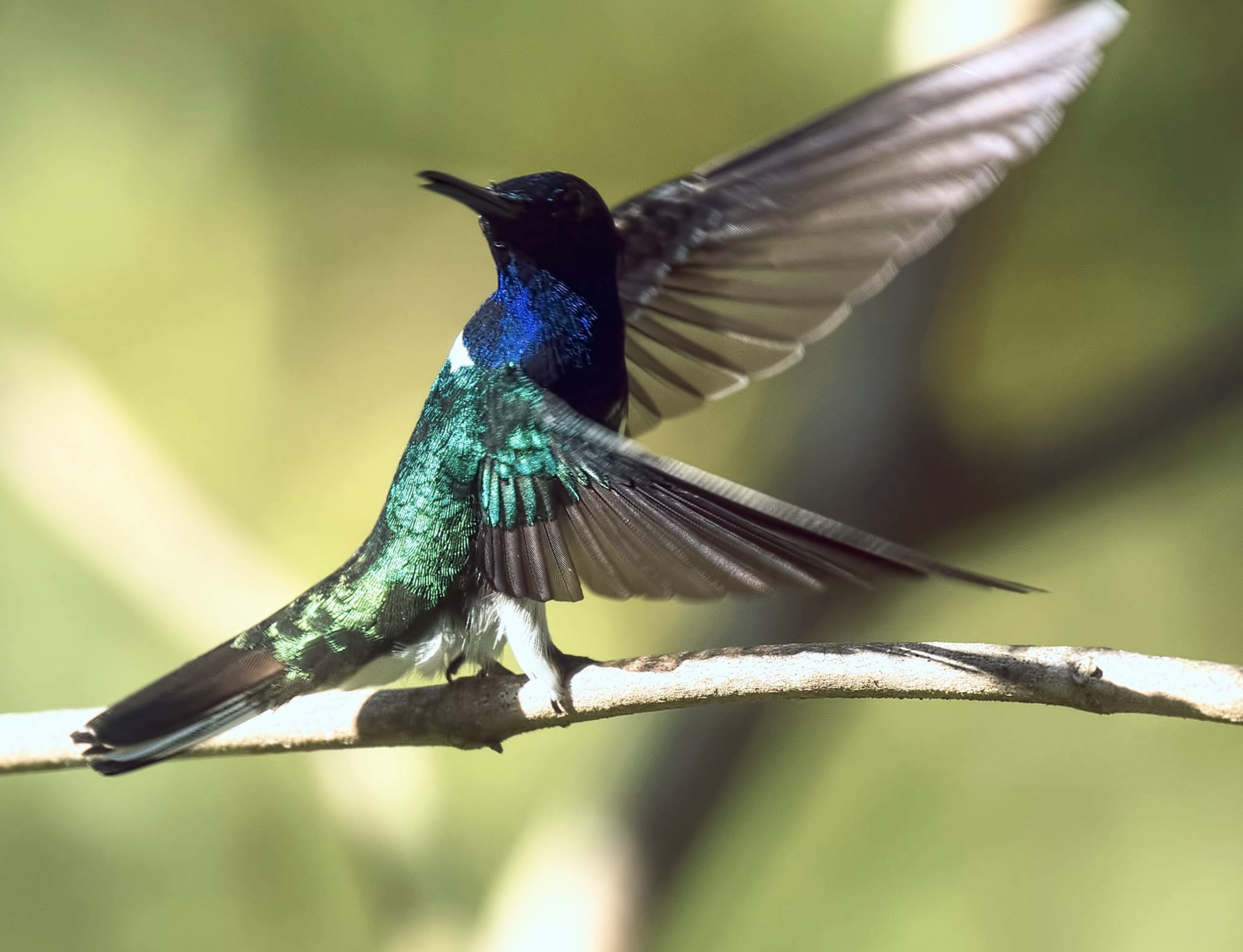 Screen Shot 2026-03-23 at 11.08.17 AM.png