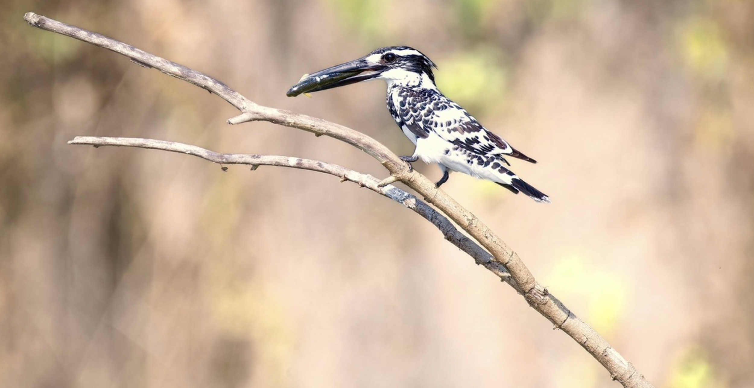 Screen Shot 2026-03-17 at 6.35.25 PM.png