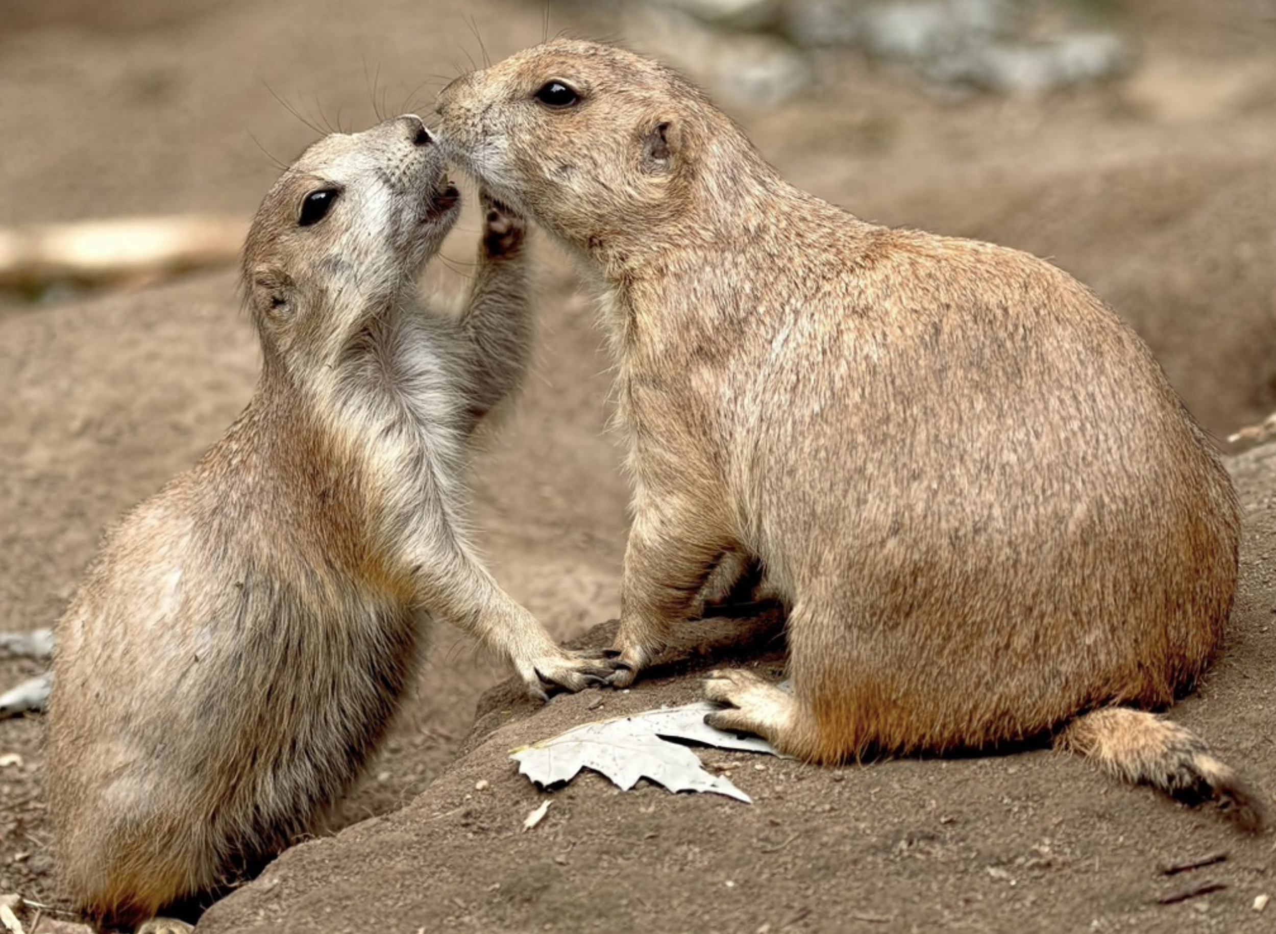 Screen Shot 2026-03-17 at 6.33.46 PM.png