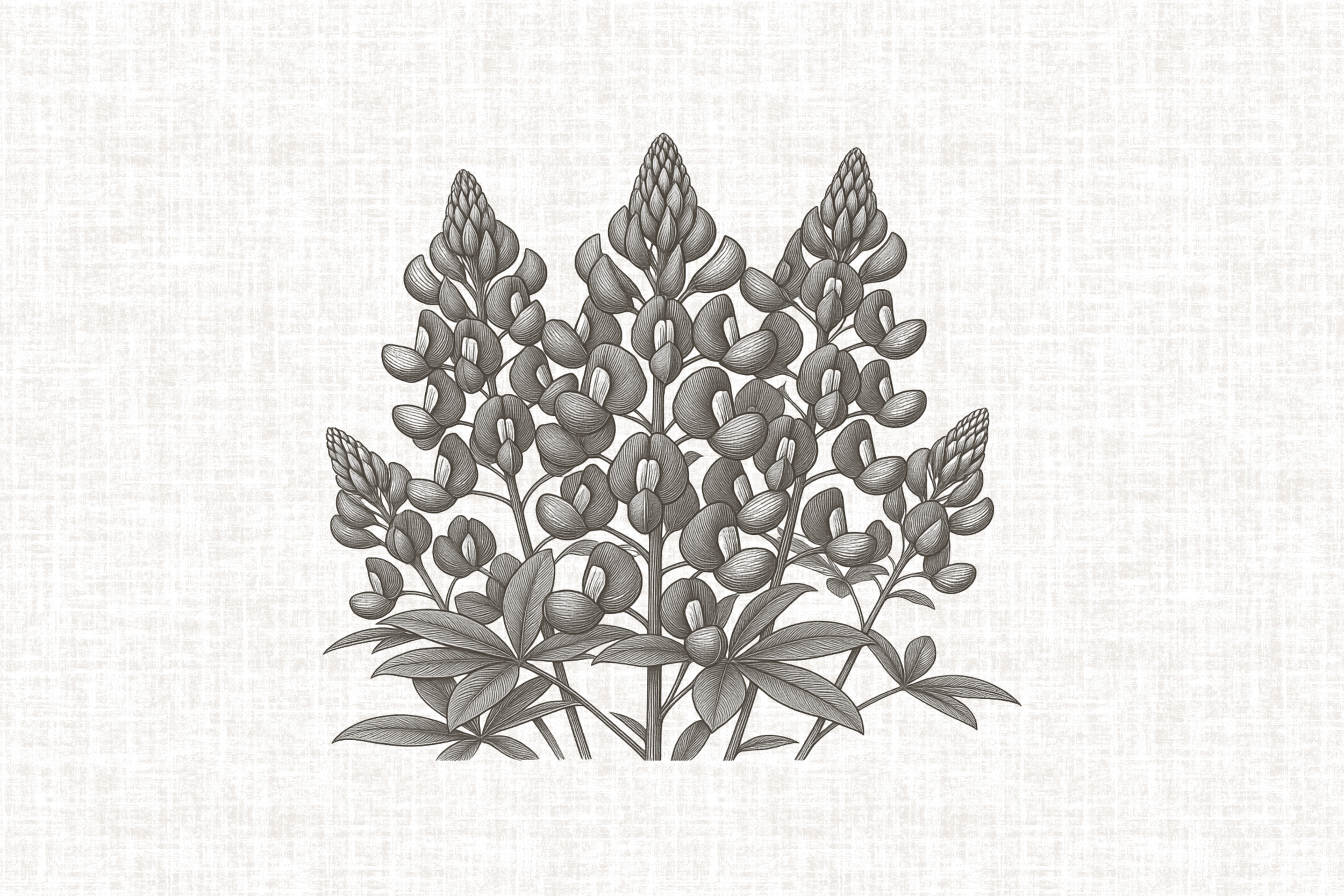 Black and white illustration of a flowering plant with multiple clusters of small, rounded Texas bluebonnet flowers and elongated leaves.