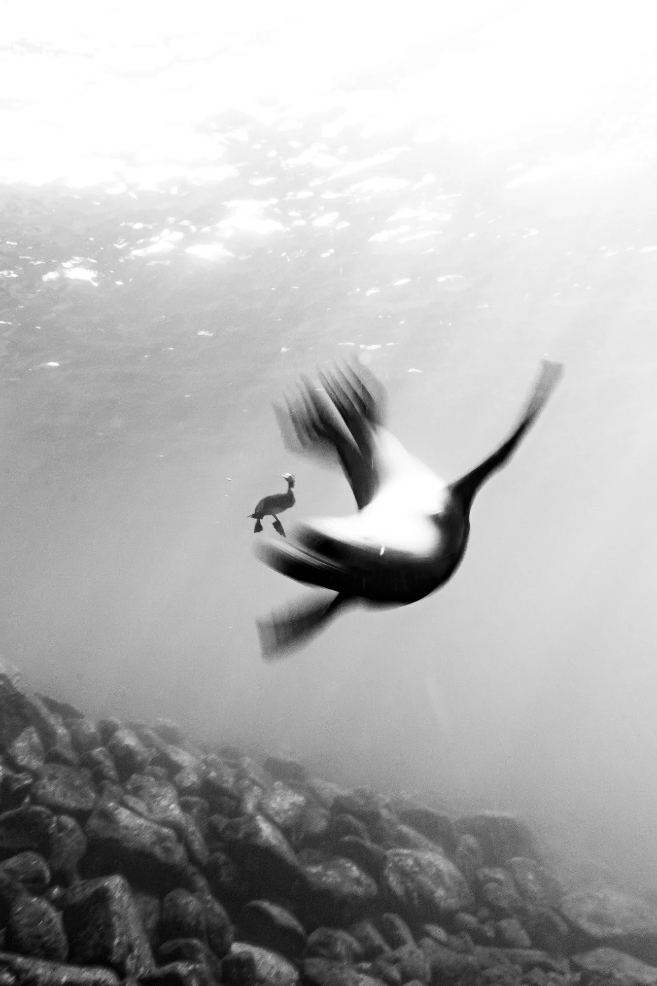 En blanco y negro, el movimiento se vuelve forma. Un lobo marino cruza el encuadre en blur, pura energía sin contornos, mientras un cormorán se lanza en picada con precisión quirúrgica. Dos trayectorias opuestas que se encuentran en una composición ú
