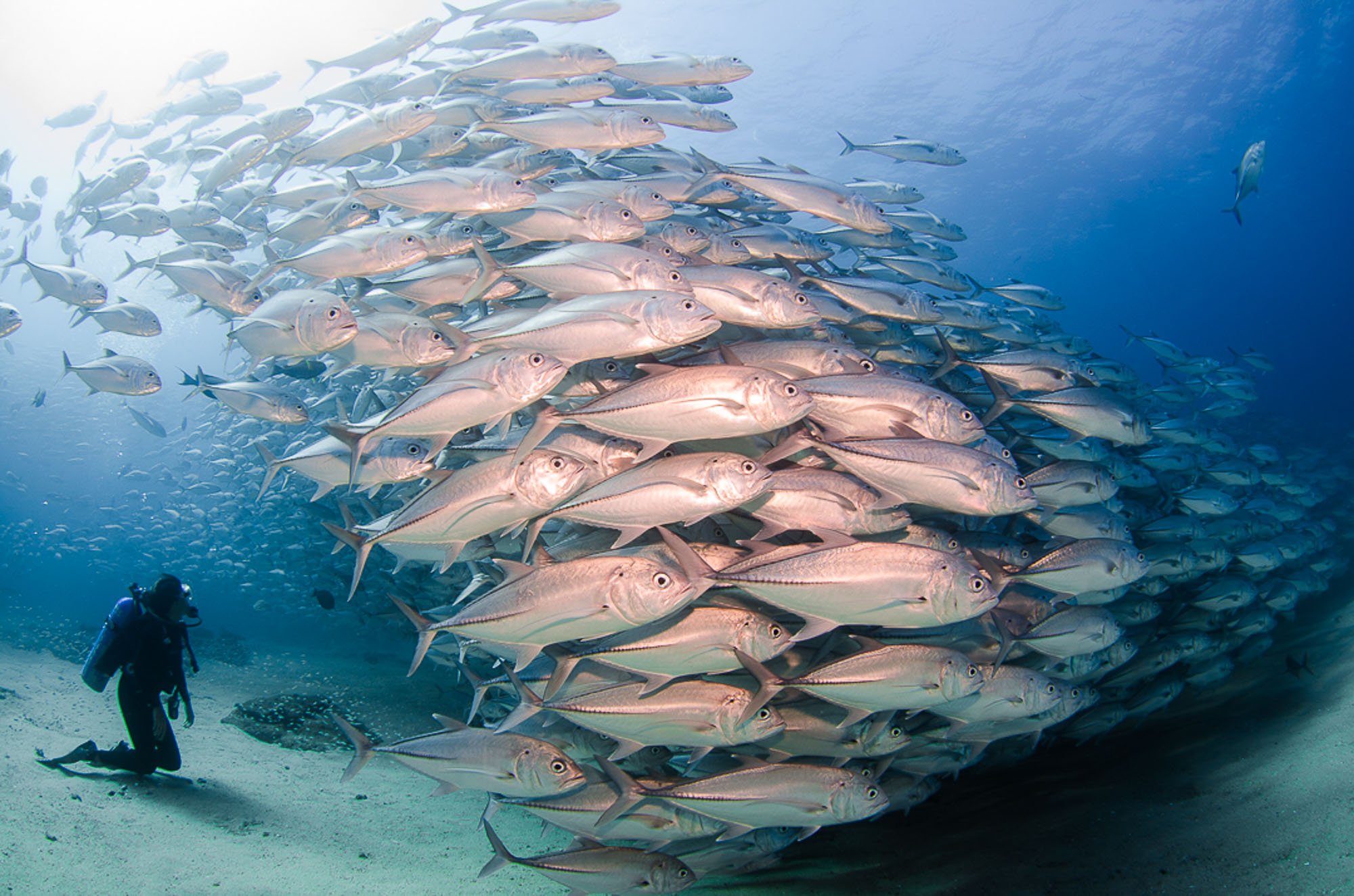 Cabo Pulmo: El Milagro Marino Que Demuestra Que Sí Se Puede Recuperar El Océano