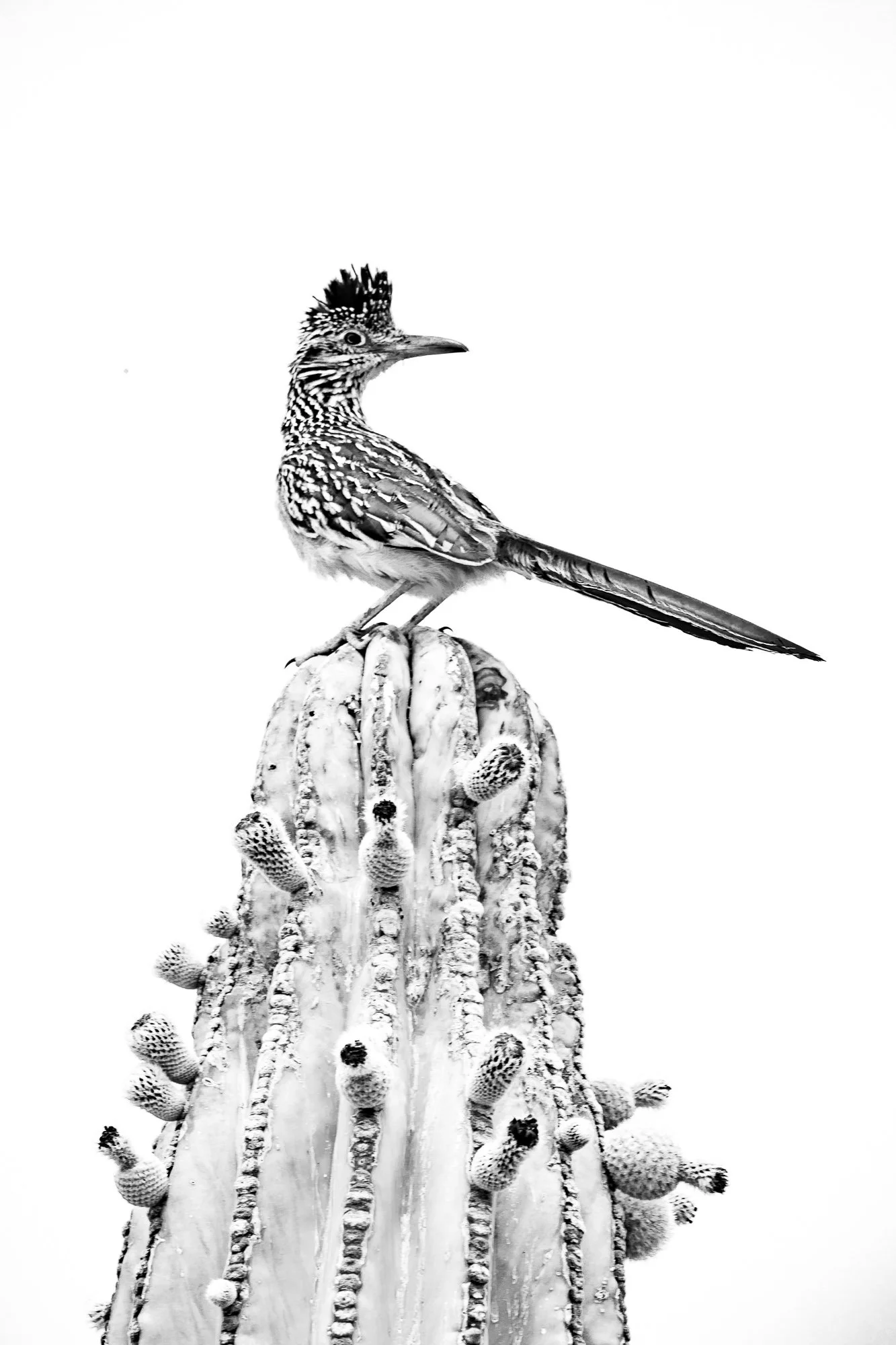 Un pájaro posado en un cactus con espinas en un fondo blanco.