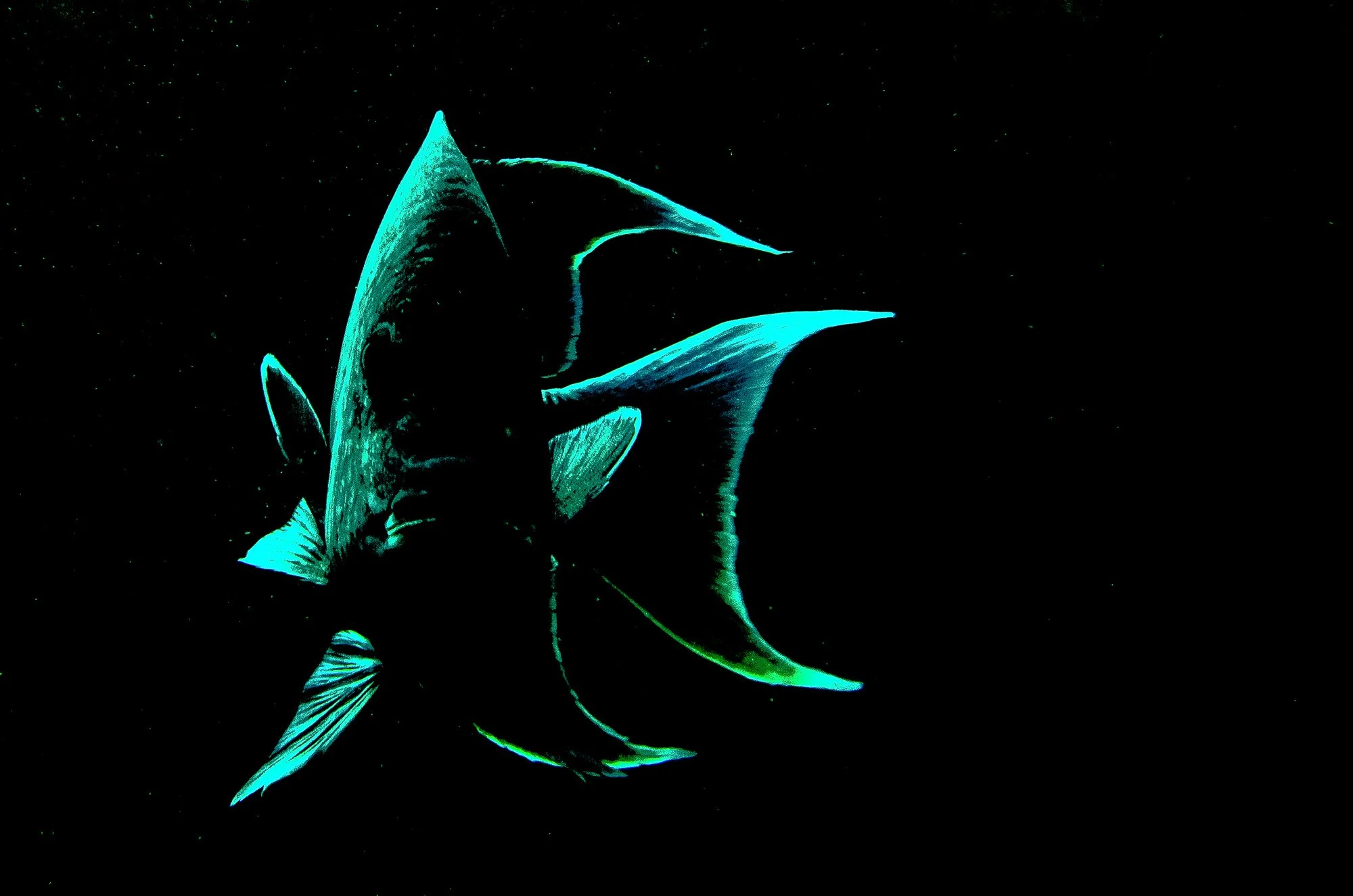 Una Damisela gigante aparece apenas insinuada en la oscuridad, como si el mar la estuviera ocultando a propósito. No se revela por completo; solo sus bordes capturan la luz, delineando una silueta precisa que flota entre lo visible y lo invisible. El