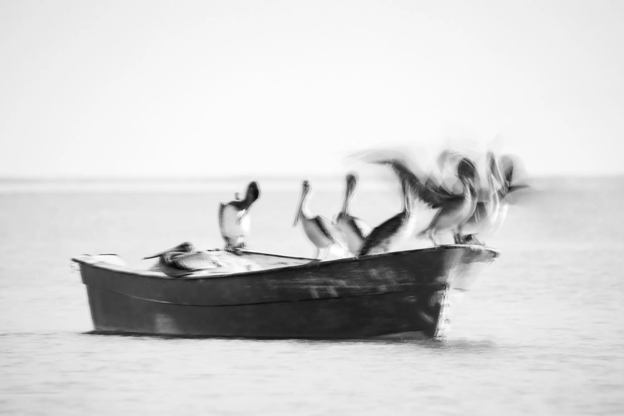 Una panga fondeada descansa sobre el agua tranquila, convertida en refugio improvisado para un grupo de Pelícanos que la ocupan por completo. Están alineados en los bordes, apretados, algunos erguidos, otros en reposo, creando una composición natural