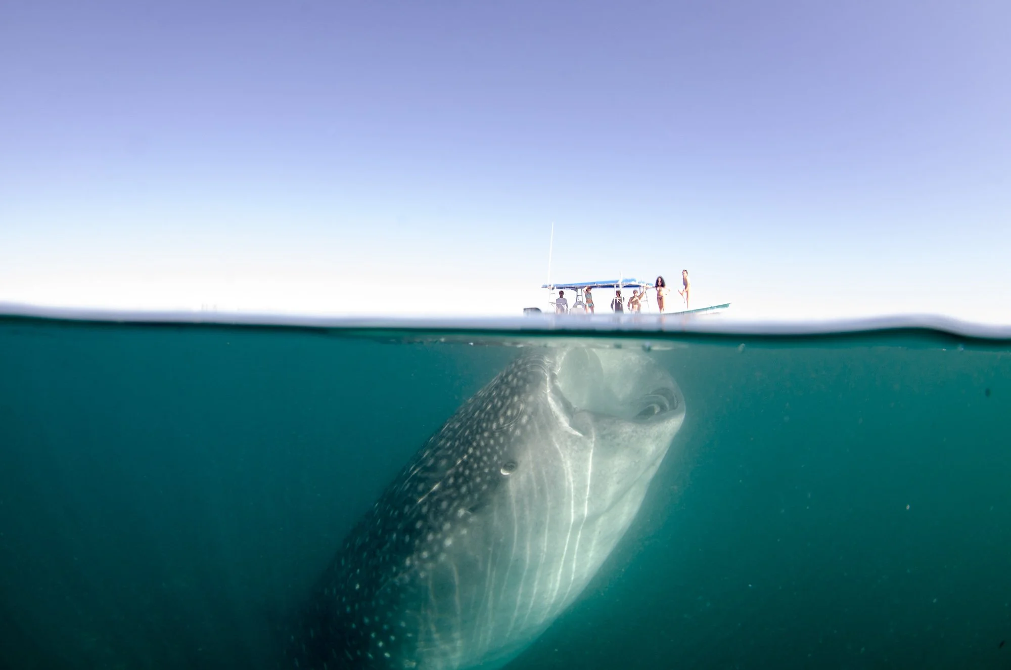 Un Tiburón ballena cruza la superficie en un over-under perfectamente sincronizado, donde el mundo se divide en dos planos: arriba, una lancha flotando tranquila; abajo, la inmensidad del animal avanzando con calma. La línea del agua actúa como una f
