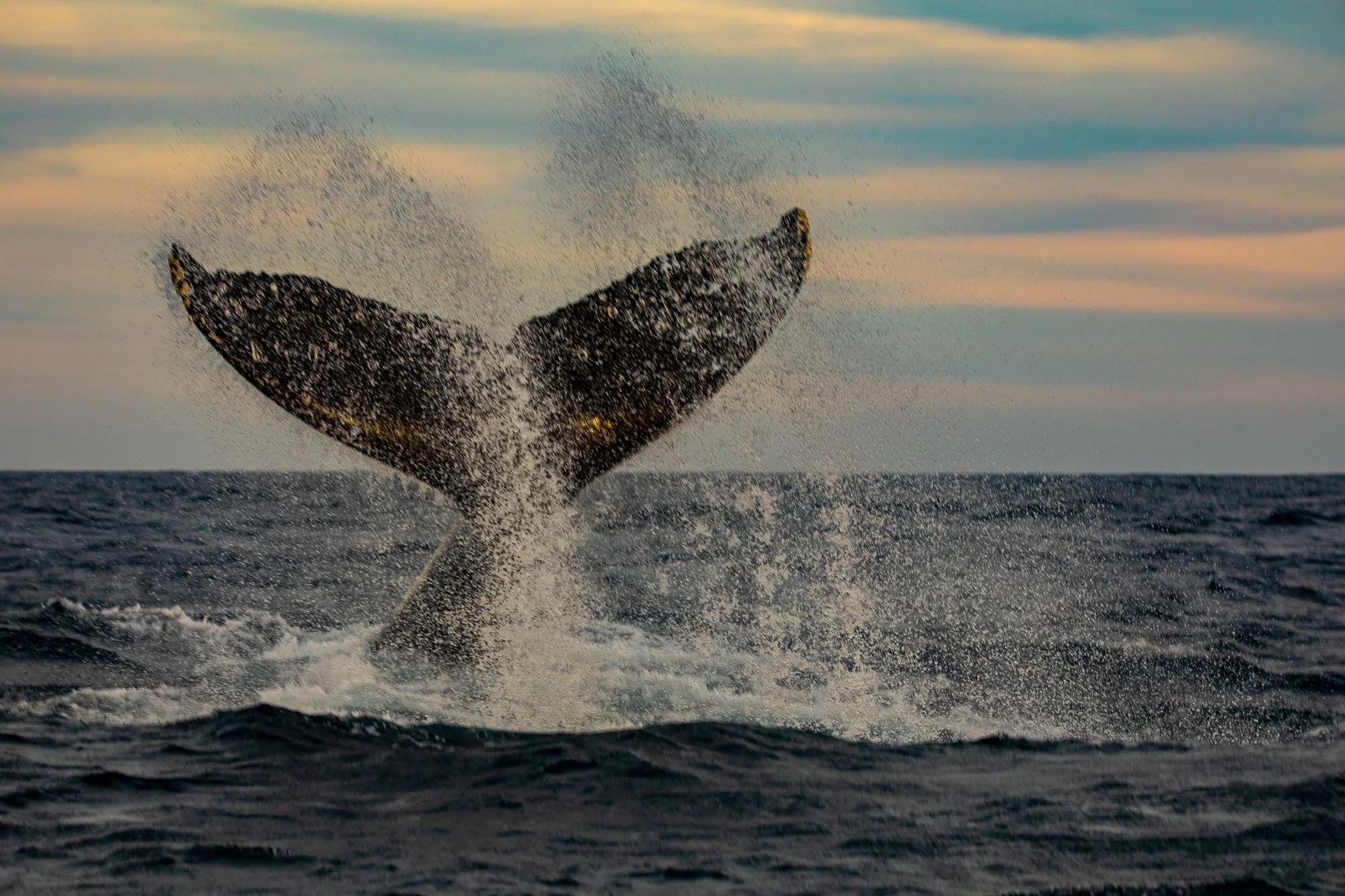 Una Ballena levanta la cola en pleno movimiento justo al atardecer, capturada en el instante en que rompe la superficie y lanza una cortina de agua al aire. El cielo, teñido de tonos cálidos, se refleja en las gotas suspendidas, creando destellos que