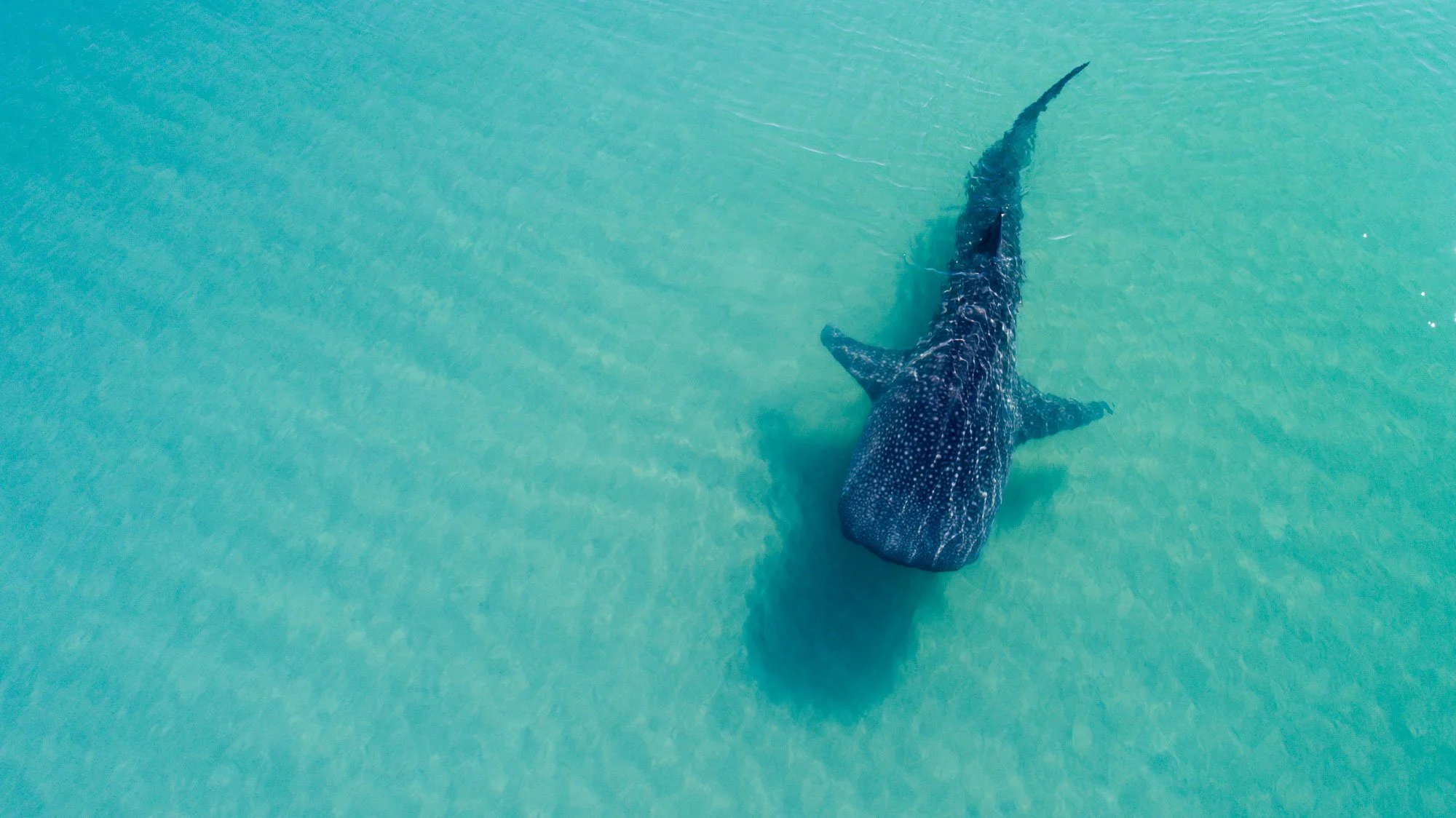 Un tiburón ballena avanza con calma en aguas someras de color turquesa, su silueta imponente deslizándose sin esfuerzo bajo la superficie. Los patrones de su piel rompen la uniformidad del azul, creando un contraste hipnótico entre escala y serenidad