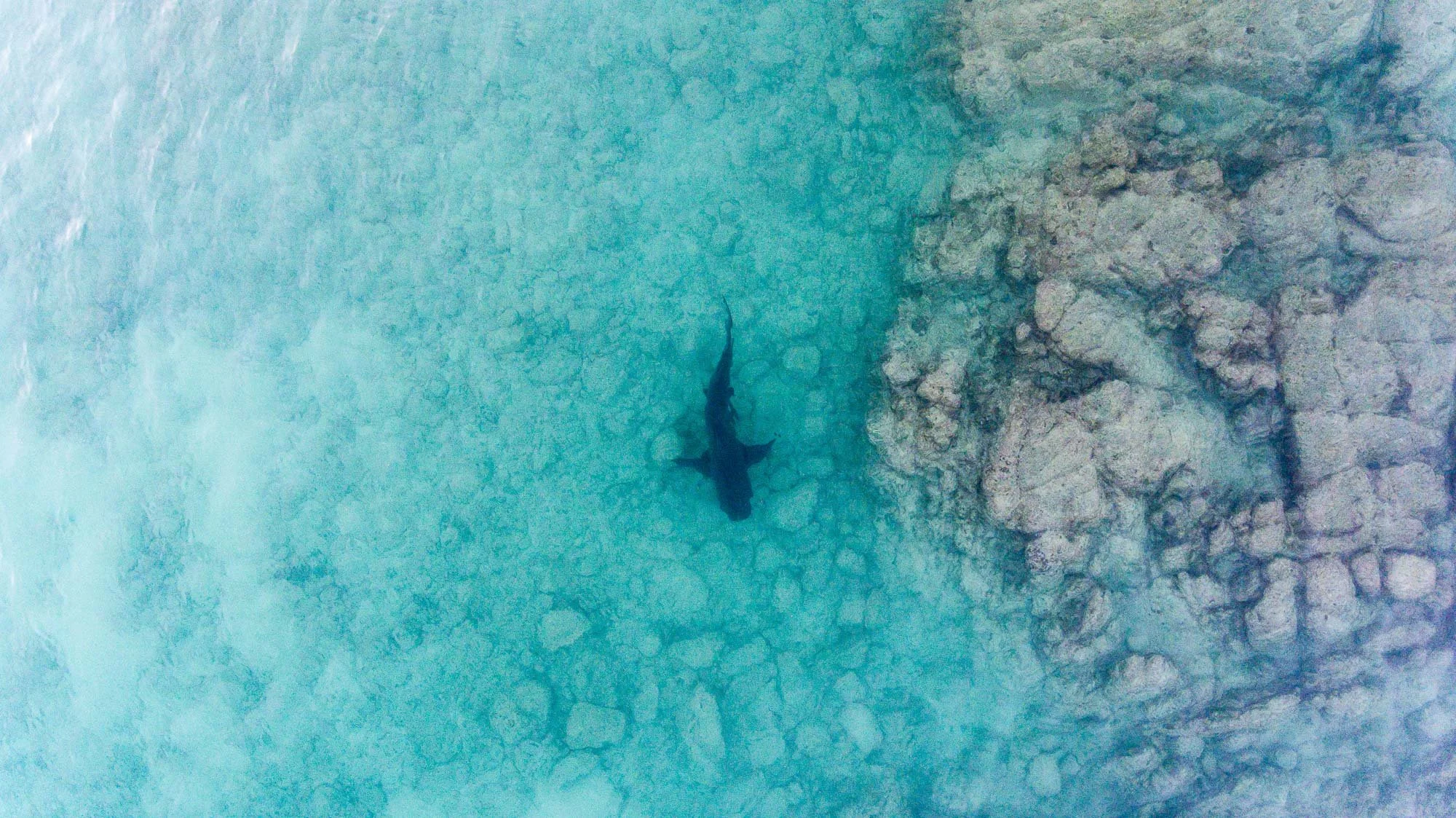 Un tiburón toro patrulla en solitario justo en el límite donde el turquesa se quiebra contra el arrecife rocoso. Su silueta corta la transición como una línea viva, moviéndose con decisión en ese borde entre claridad y profundidad.
Es territorio y pr