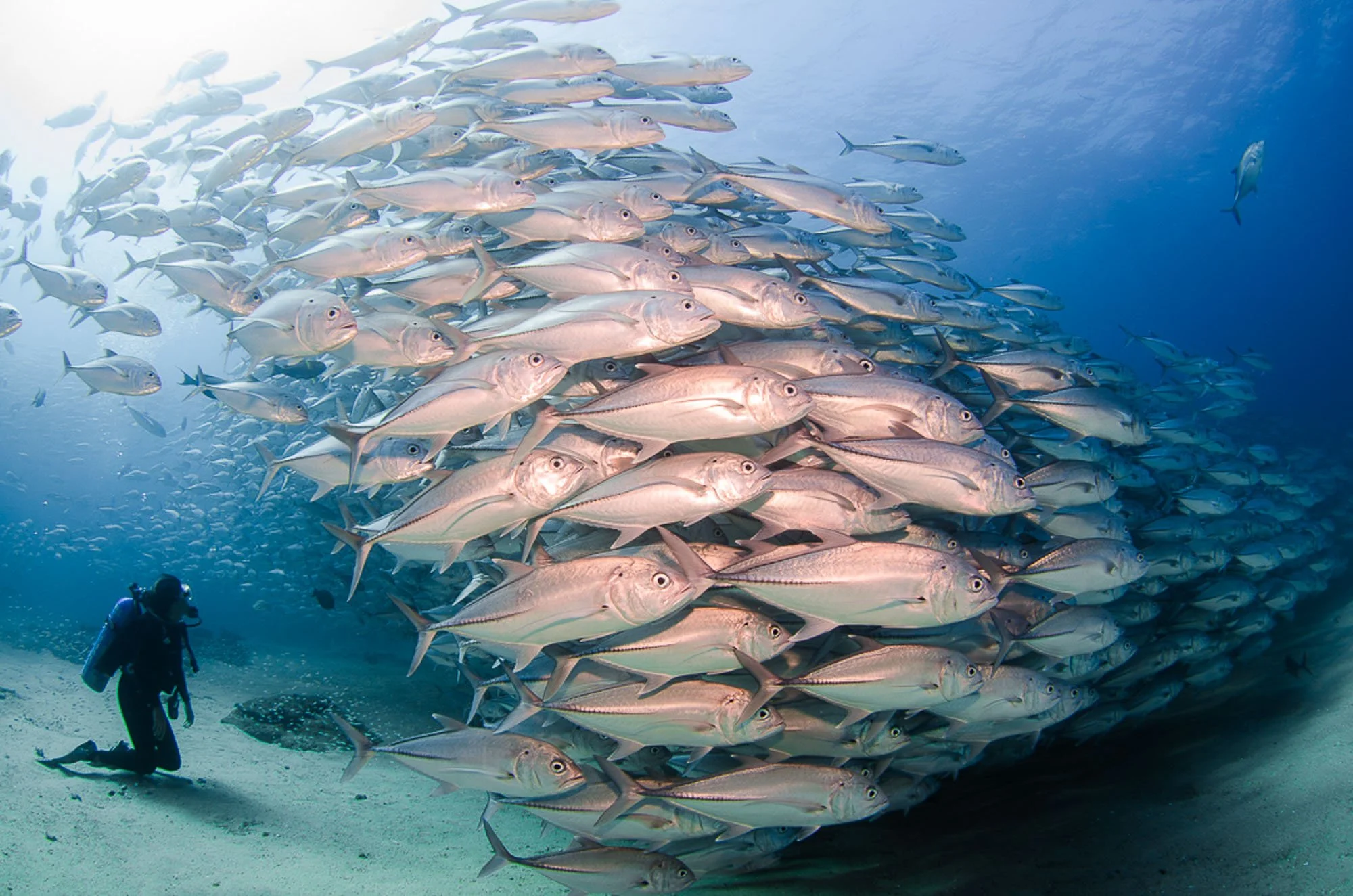 Una de mis favoritas. Un buzo se mueve en perfecta sincronía con una escuela de jureles en plena corriente, ambos cediendo y adaptándose al ritmo del agua. En Cabo Pulmo, la fuerza del mar no se resiste, se lee y se fluye.
Es un momento de conexión t