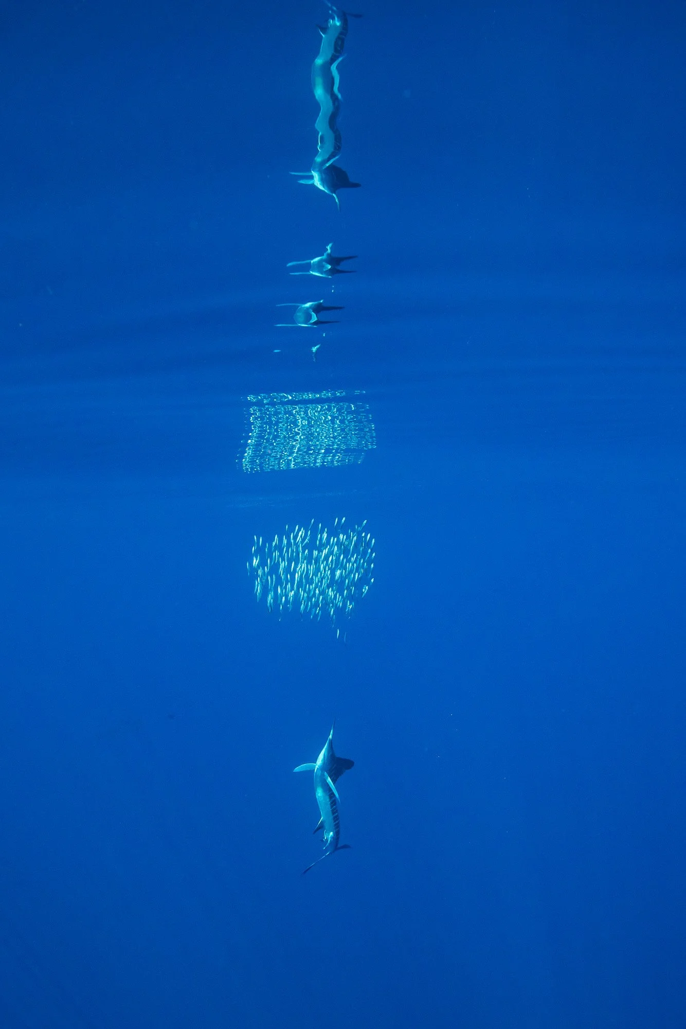 Desde lo profundo del azul, un marlín emerge con precisión letal hacia un cardumen de sardinas, reduciendo la escena a líneas puras y tensión contenida. El reflejo en la superficie duplica el instante, creando un equilibrio perfecto entre arriba y ab