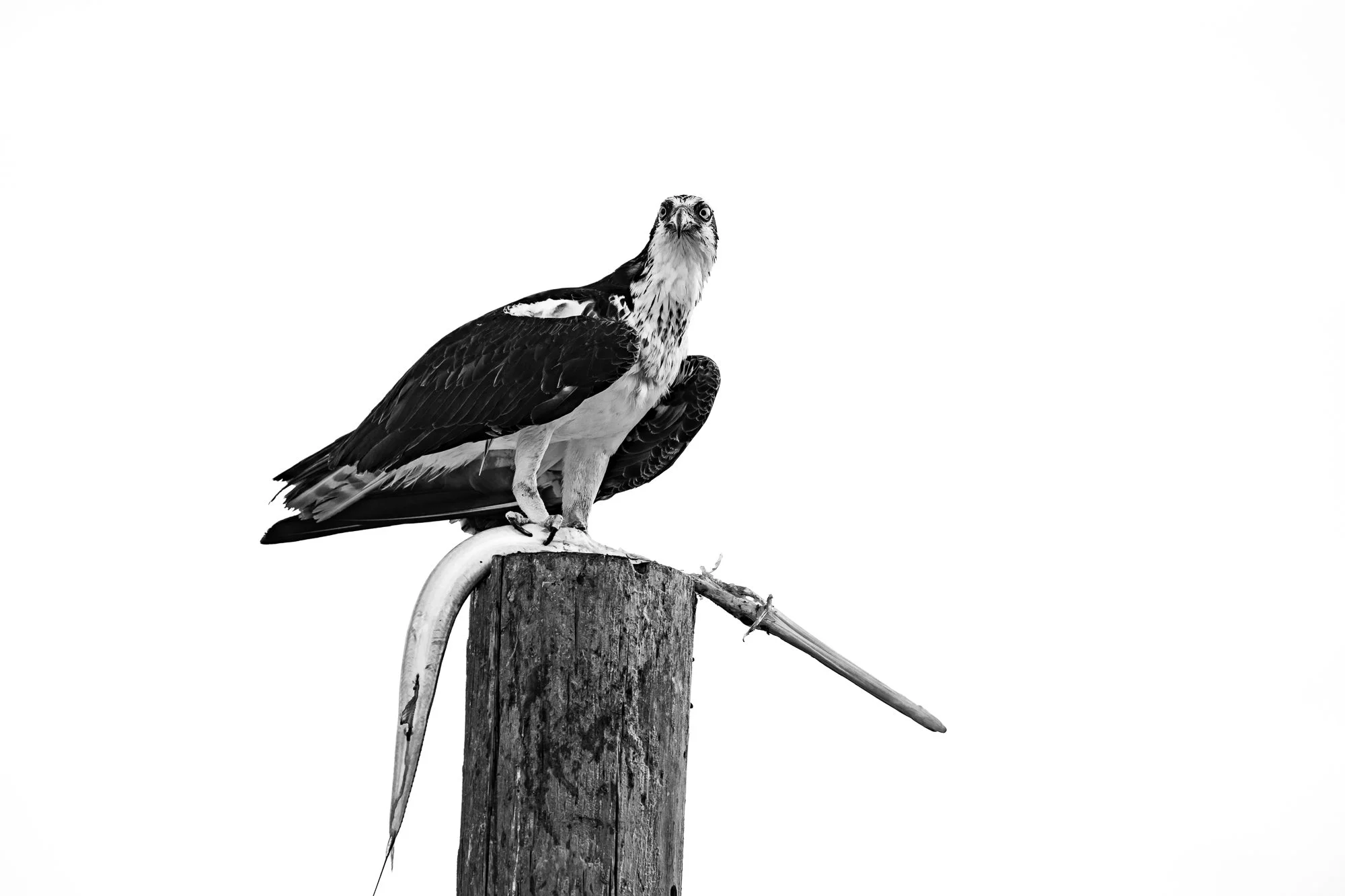 Un Águila pescadora está perchada en un poste, firme y dominante, con un Pez trompeta inmenso sujeto entre sus garras. La escena es estática, pero cargada de tensión: el ave ya no lucha contra el agua, ahora controla la situación desde altura.

El po