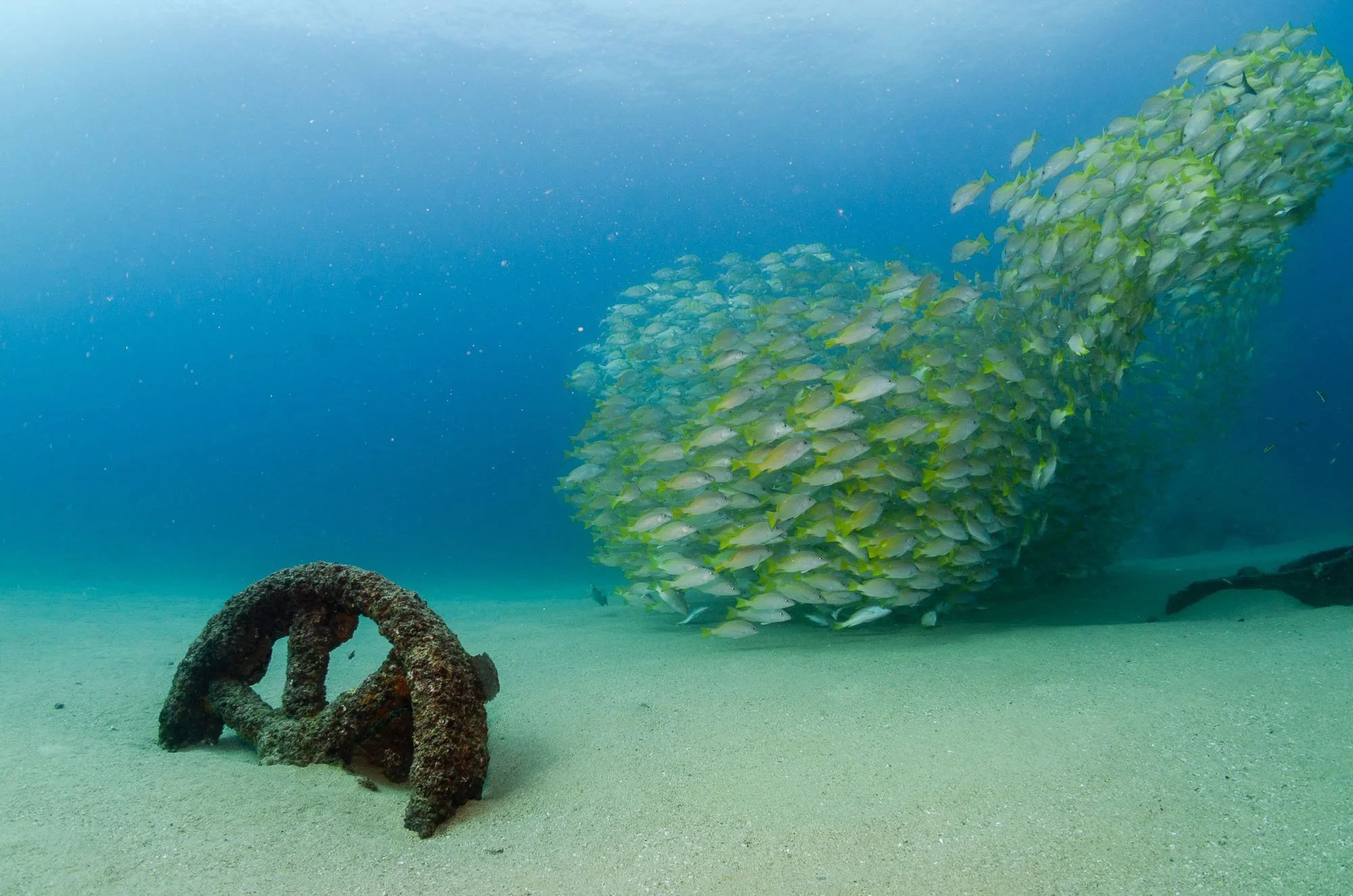 Restos de un ancla sumergida en el fondo marino junto a un gran cardumen de peces en el océano.