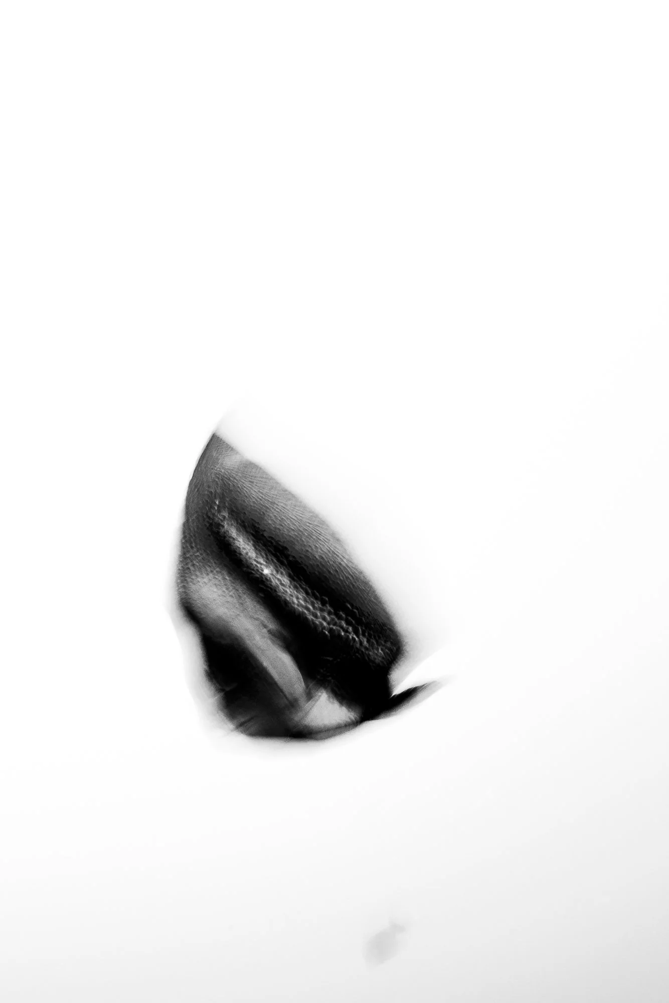 Me gusta llevar la imagen más allá de lo evidente, estirar sus posibilidades y explorar el límite entre forma y movimiento. Aquí, un pez ángel del Golfo de California se transforma en trazos en blanco y negro, donde el detalle deja paso a la energía.