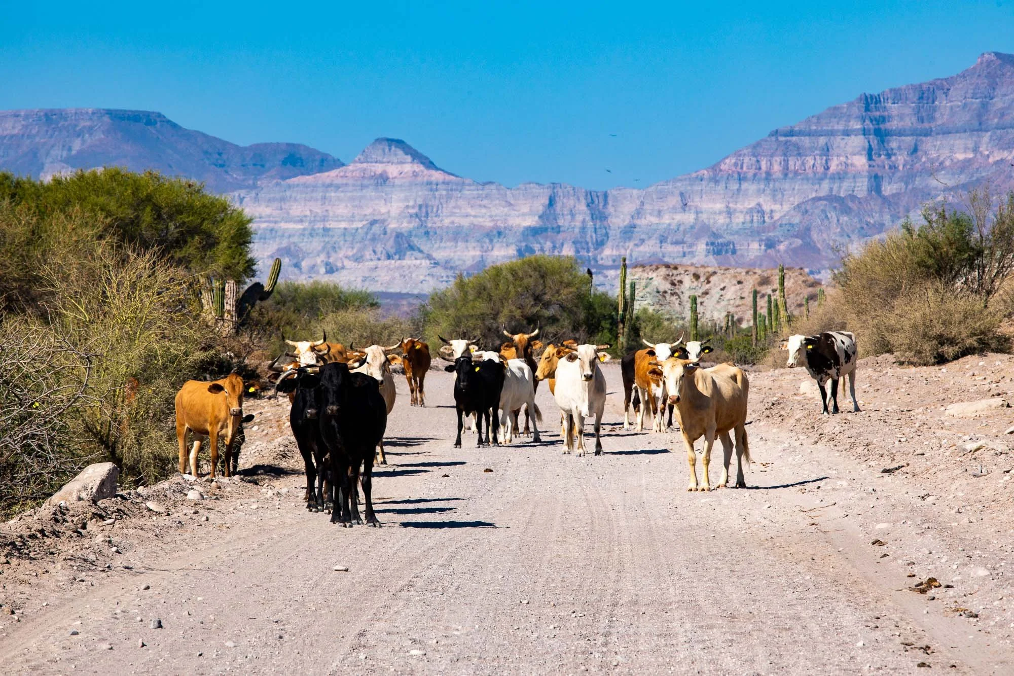 Un rebaño de Vacas avanza lento por la carretera, ocupando todo el carril como si fuera parte natural del camino. Vienen de los ranchos de la costa, en ruta hacia sus abrevaderos, marcando el ritmo con pasos firmes y sin prisa. No hay caos; hay costu