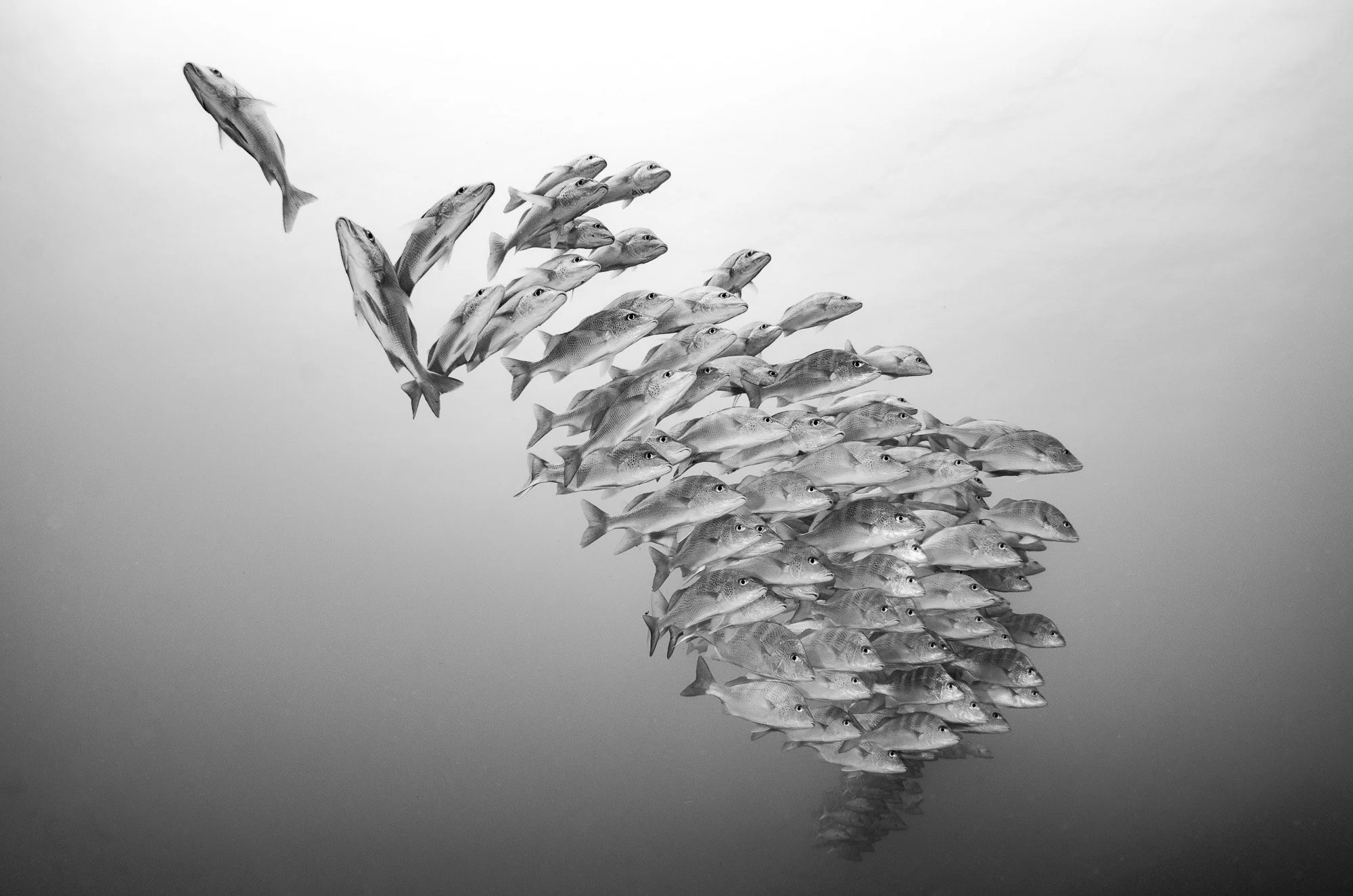 Un cardumen compacto avanza con precisión quirúrgica, cada pez alineado como si respondiera a una sola mente, desafiando la corriente que empuja en sentido contrario. En blanco y negro, la escena pierde distracciones y gana estructura: los cuerpos se