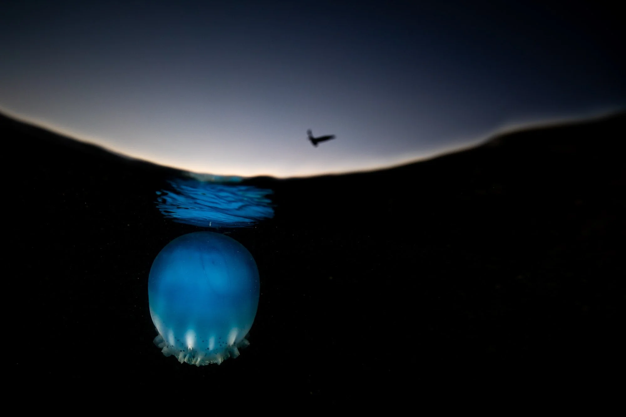 Un instante suspendido en la última luz del día. Mitad aire, mitad agua: arriba, un pelícano solitario cruza un cielo que se apaga; abajo, una medusa bala de cañón azul flota sobre un fondo oscuro que absorbe todo. La superficie divide dos silencios 