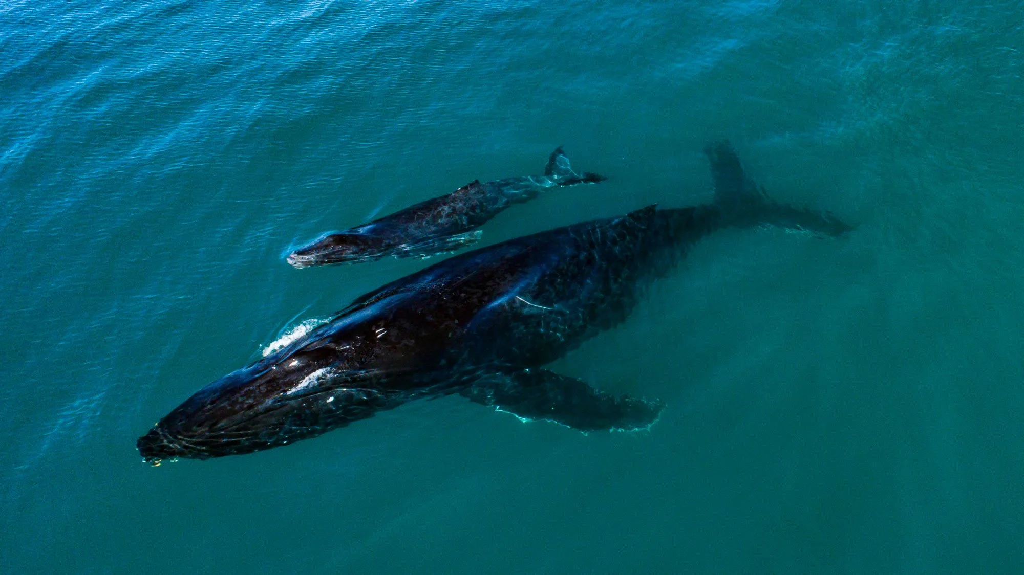 Una ballena jorobada avanza junto a su cría, dos cuerpos en perfecta sincronía moviéndose con una calma que impone respeto. La diferencia de escala es evidente, pero el vínculo lo domina todo: protección, aprendizaje y vida en movimiento.
Es un insta