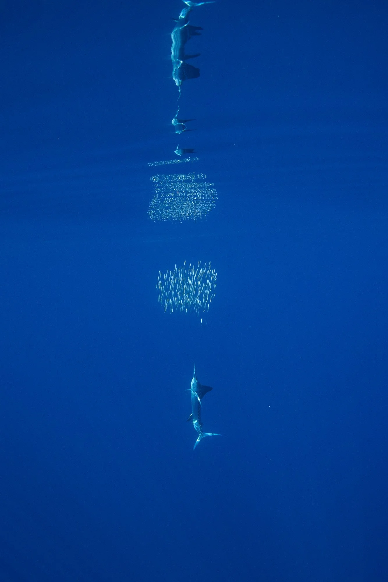 Un delfín saltando fuera del agua con una bandada de peces nadando debajo.