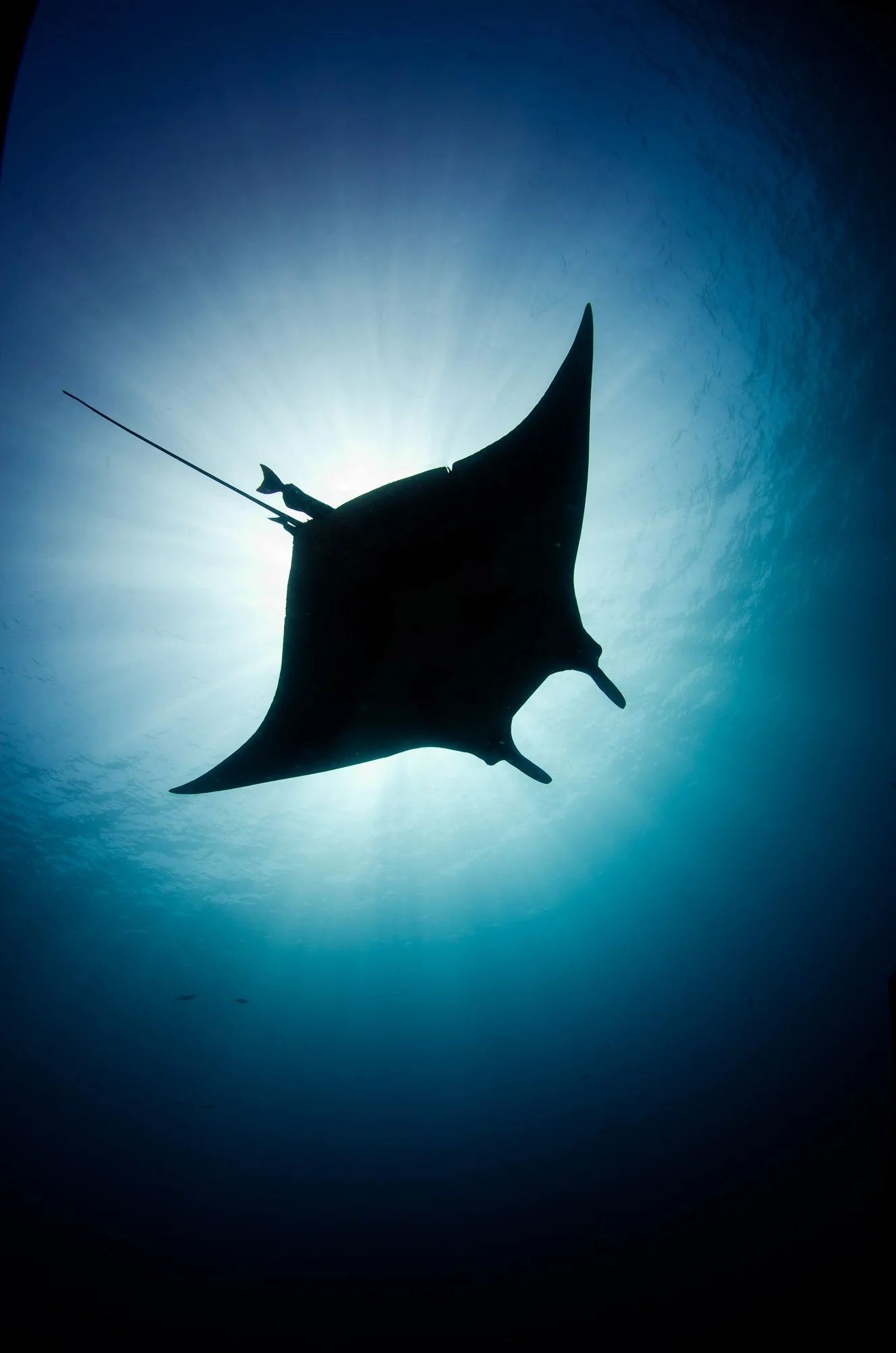 Una Manta gigante cruza en silencio bajo la superficie en La Reina, Isla Cerralvo, capturada en un contraluz limpio donde el sol queda justo detrás, explotando en rayos que atraviesan el agua. La manta no se muestra en detalle; se define por su silue