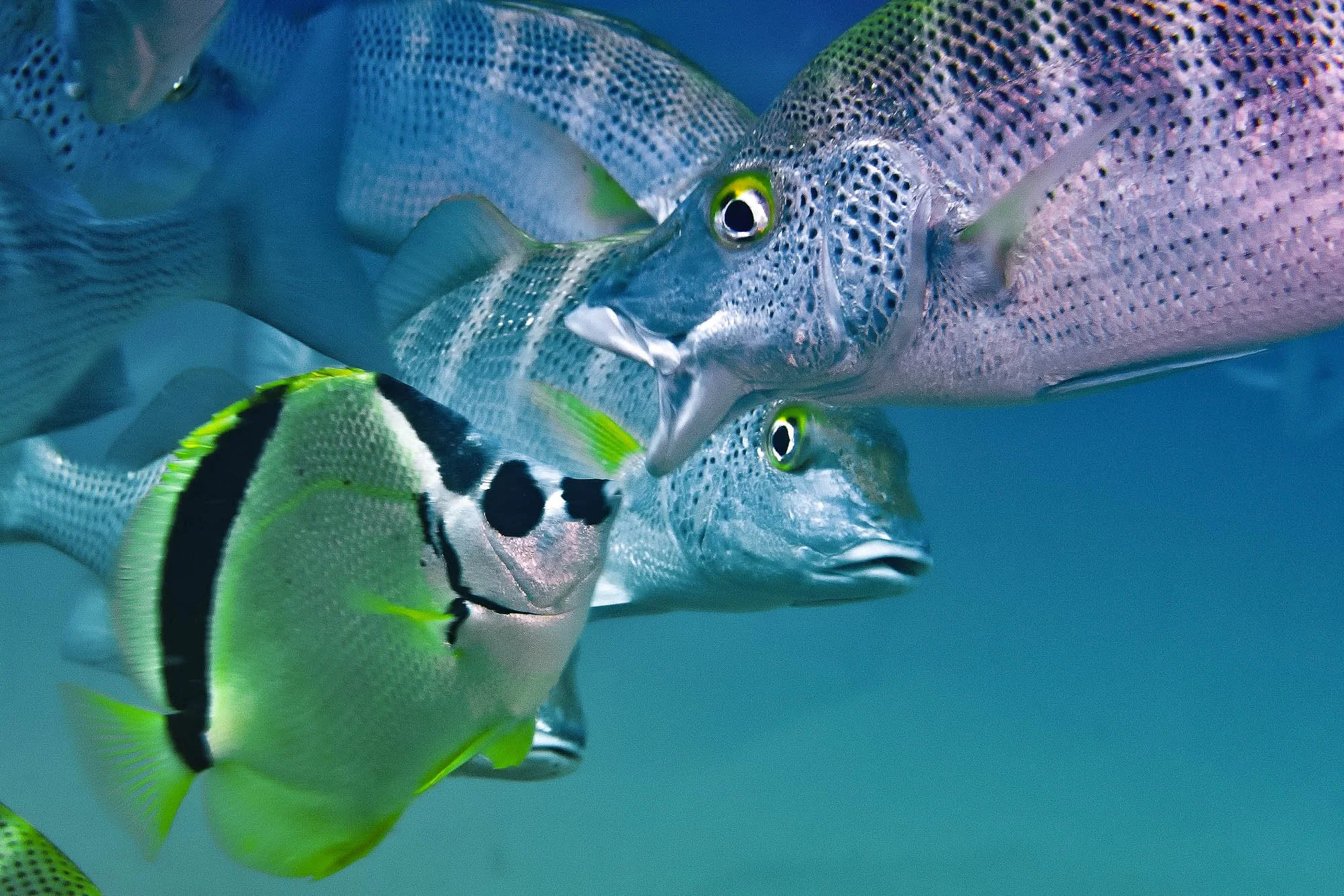 Un momento suspendido en el tiempo. En una estación de limpieza, un pez mariposa trabaja con precisión mientras otro se entrega al ritual; justo entonces, una tercera presencia irrumpe con una mirada directa, inquisitiva, que rompe la escena.
Tres hi