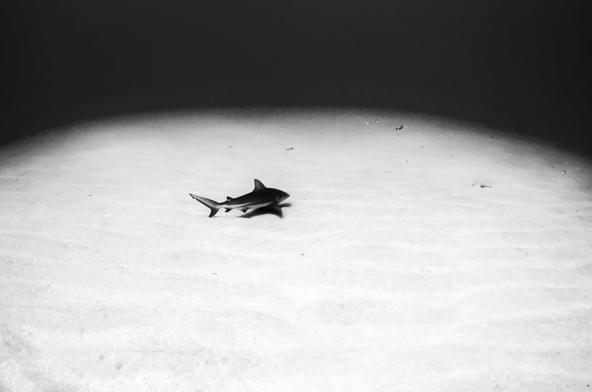 Un Tiburón toro atraviesa el arenal con una trayectoria firme en Cabo Pulmo, capturado en blanco y negro bajo un enfoque estrictamente minimalista. El fondo es limpio, casi vacío: solo la textura suave de la arena y una ligera suspensión de partícula