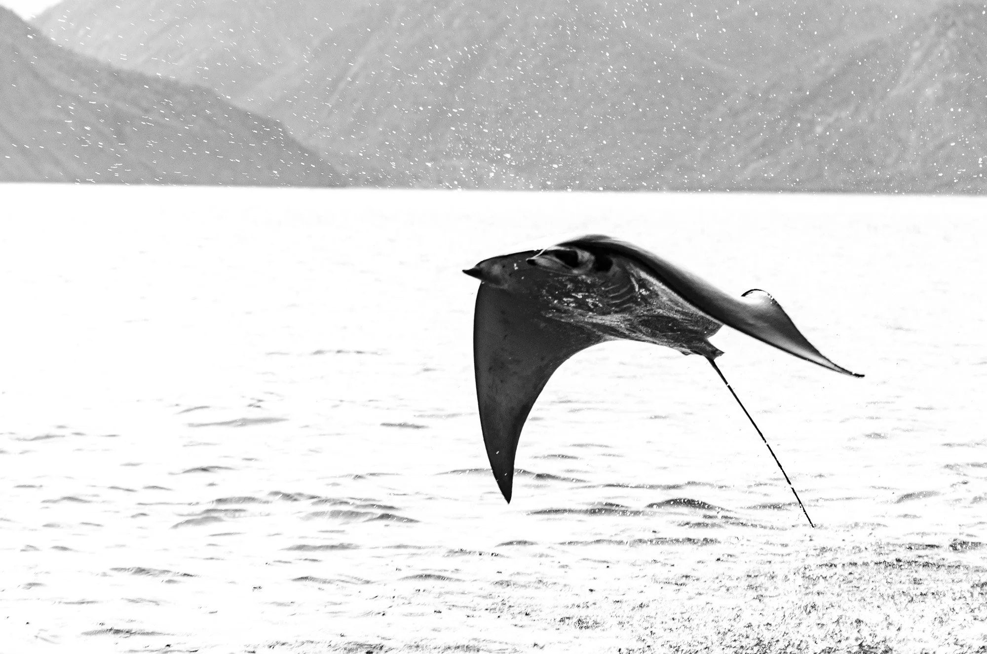 Una Mobula irrumpe fuera del agua en un salto limpio y poderoso, congelada en el aire por una fracción de segundo que parece eterno. Su silueta, capturada en alto contraste, se recorta contra la superficie brillante del Golfo de California, transform