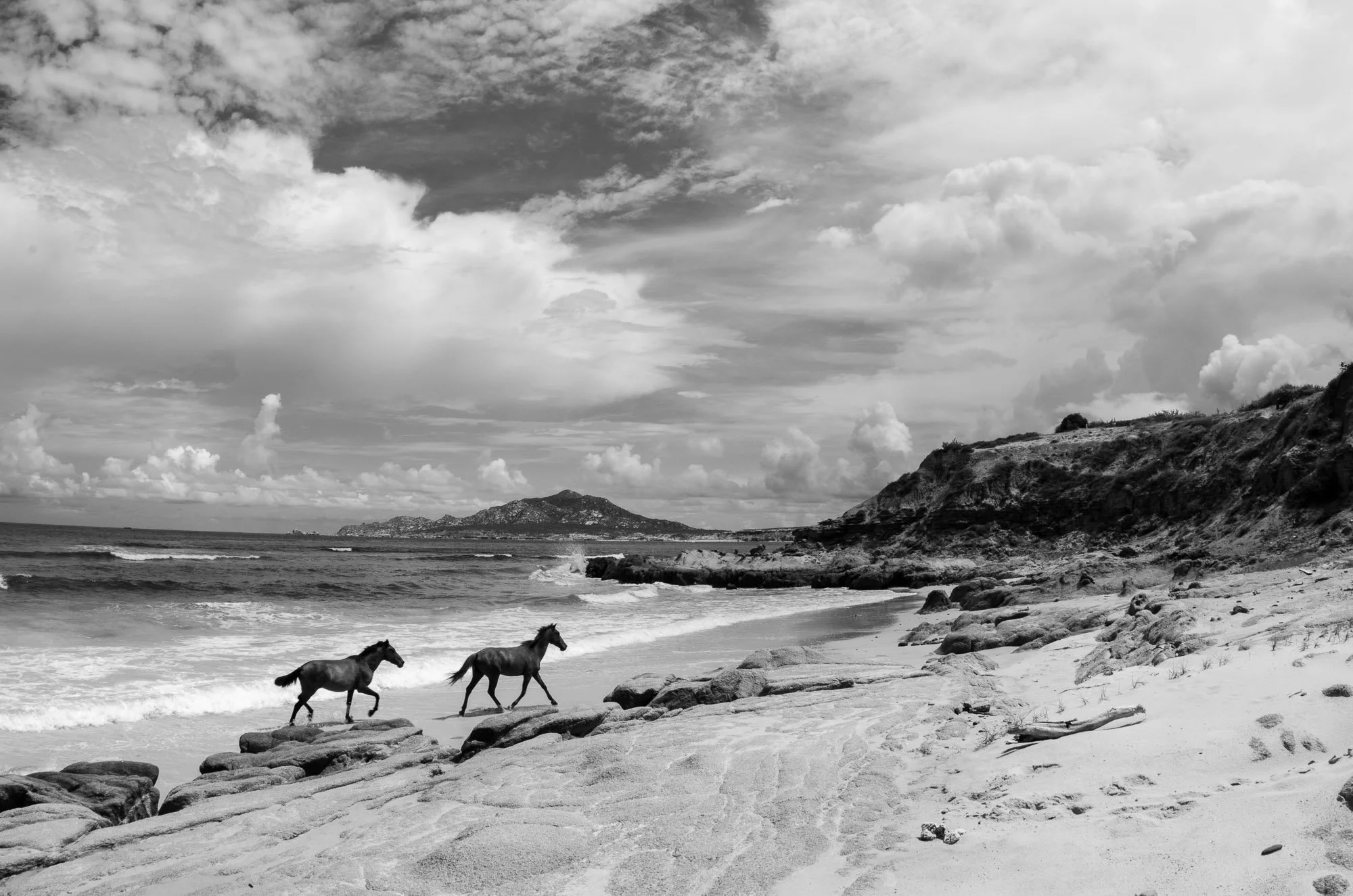 Dos Caballos irrumpen en la orilla de Cabo Pulmo en pleno galope, levantando arena y agua en un despliegue de fuerza cruda. Sus cuerpos se estiran al límite en cada zancada, músculos marcados, crines al viento, sincronía imperfecta pero poderosa.

El