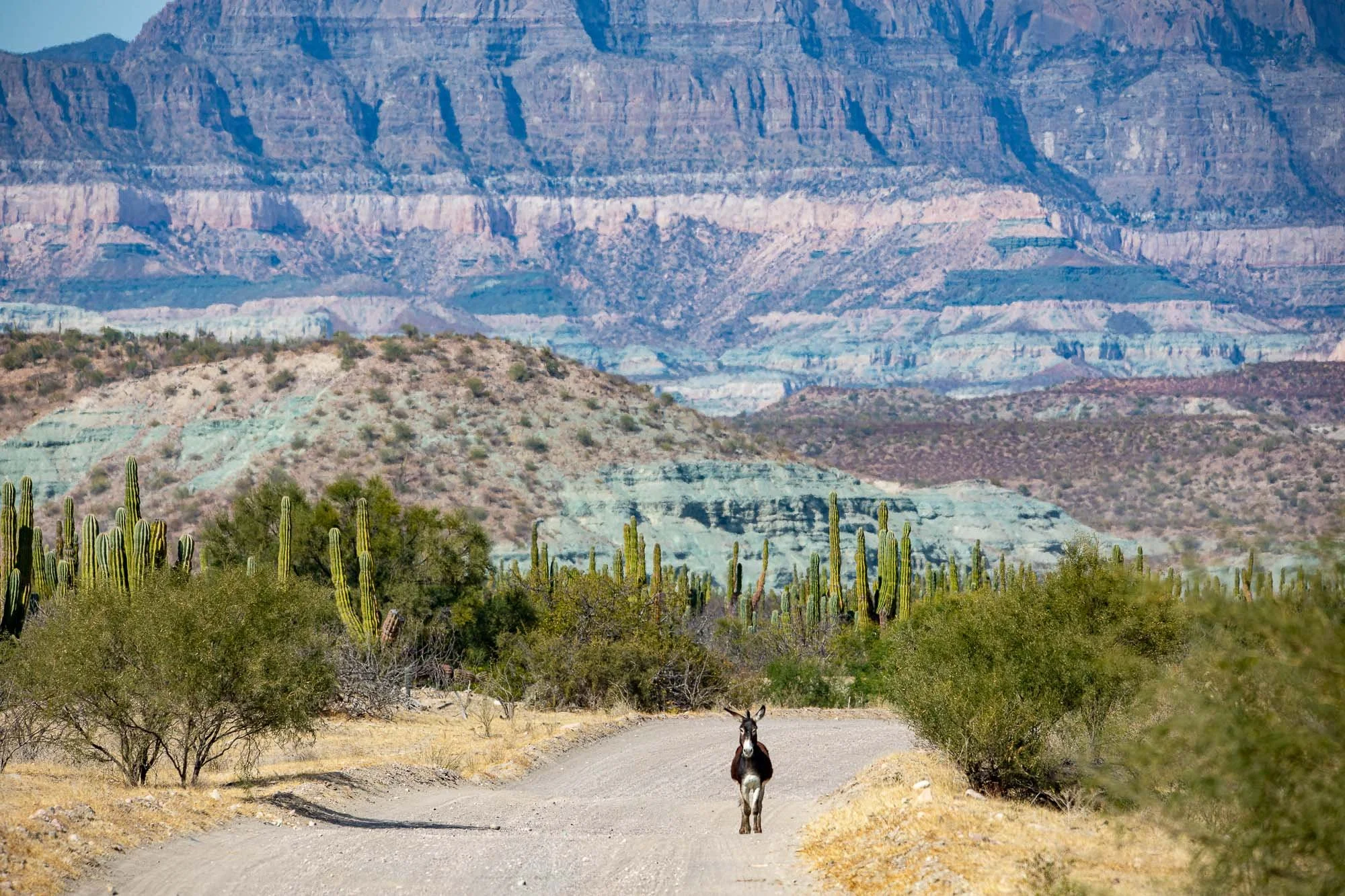 Un Burro semisalvaje se planta solo en medio de la carretera, quieto, mirando sin prisa, como si ese tramo le perteneciera. Detrás, la Sierra de la Giganta se levanta con sus capas marcadas, tonos duros y ese carácter antiguo que define la península.