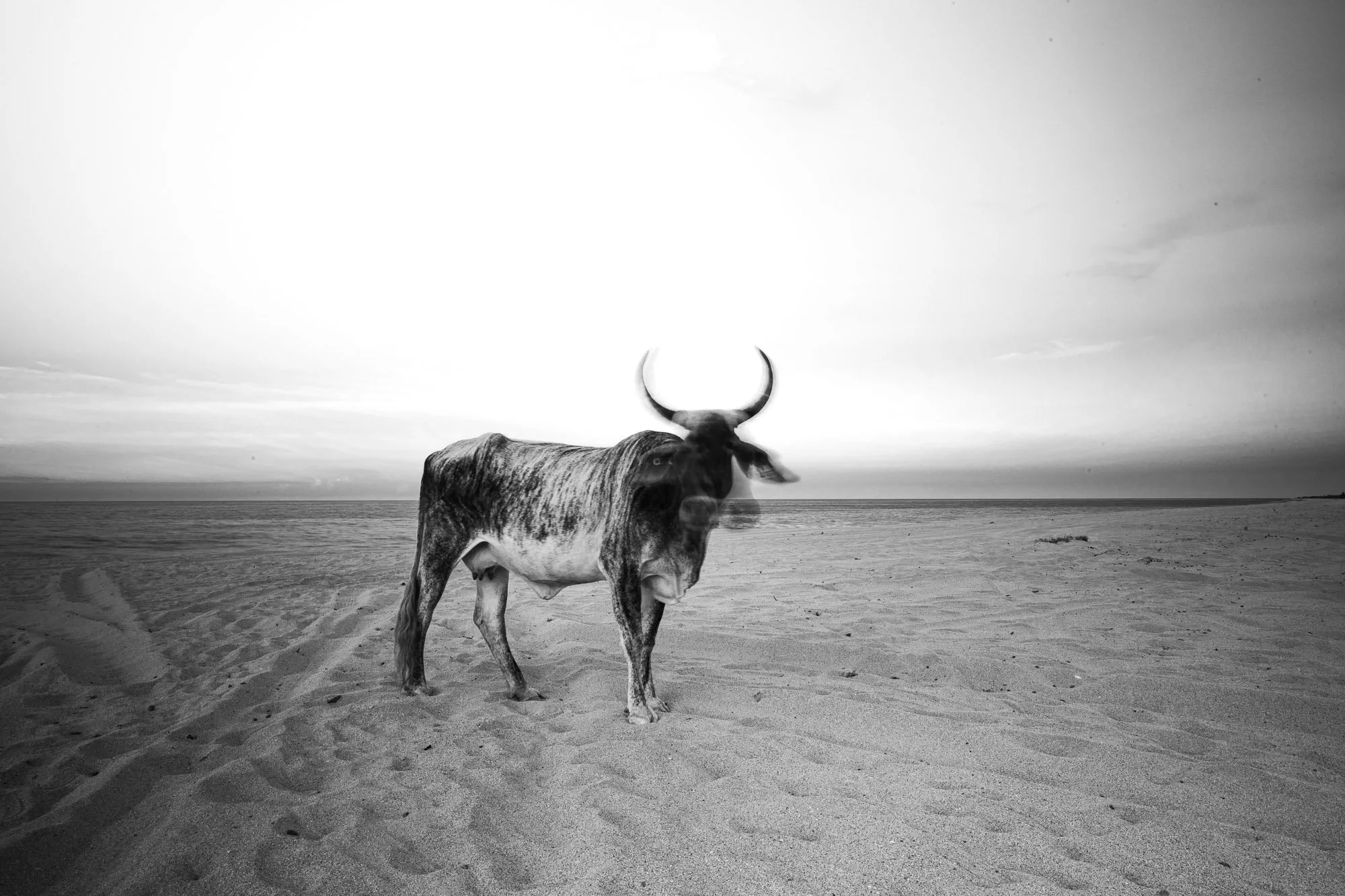 Una Vaca solitaria permanece en medio de la playa, completamente fuera de contexto y, al mismo tiempo, perfectamente integrada. Su silueta corta el horizonte limpio donde el mar y la arena se encuentran sin obstáculos, creando una escena simple pero 