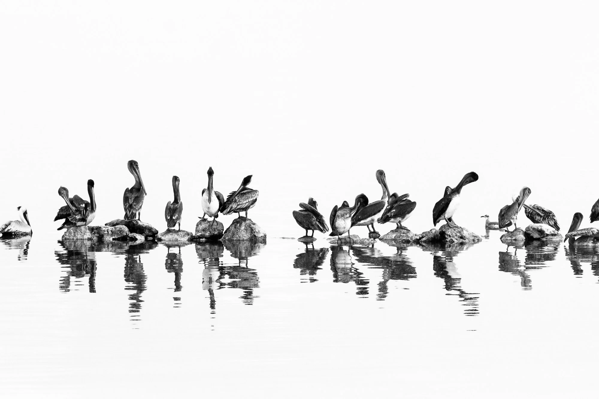 Un grupo de Pelícanos se recorta en un blanco y negro high key donde casi todo es luz. El fondo desaparece en blancos suaves, eliminando distracciones y dejando solo formas puras flotando en el encuadre.

Las siluetas se simplifican: picos largos, cu